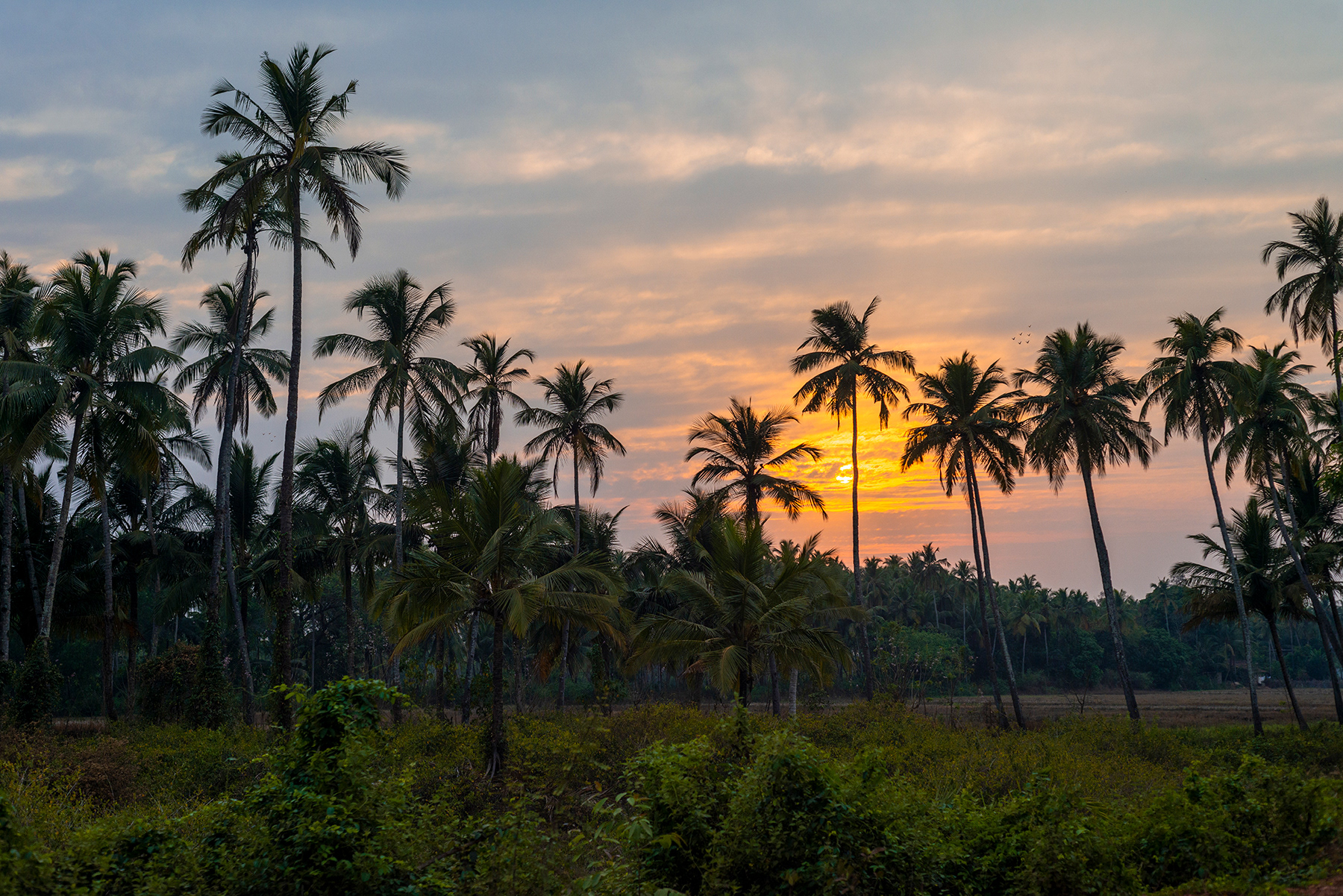 Vasco, Goa