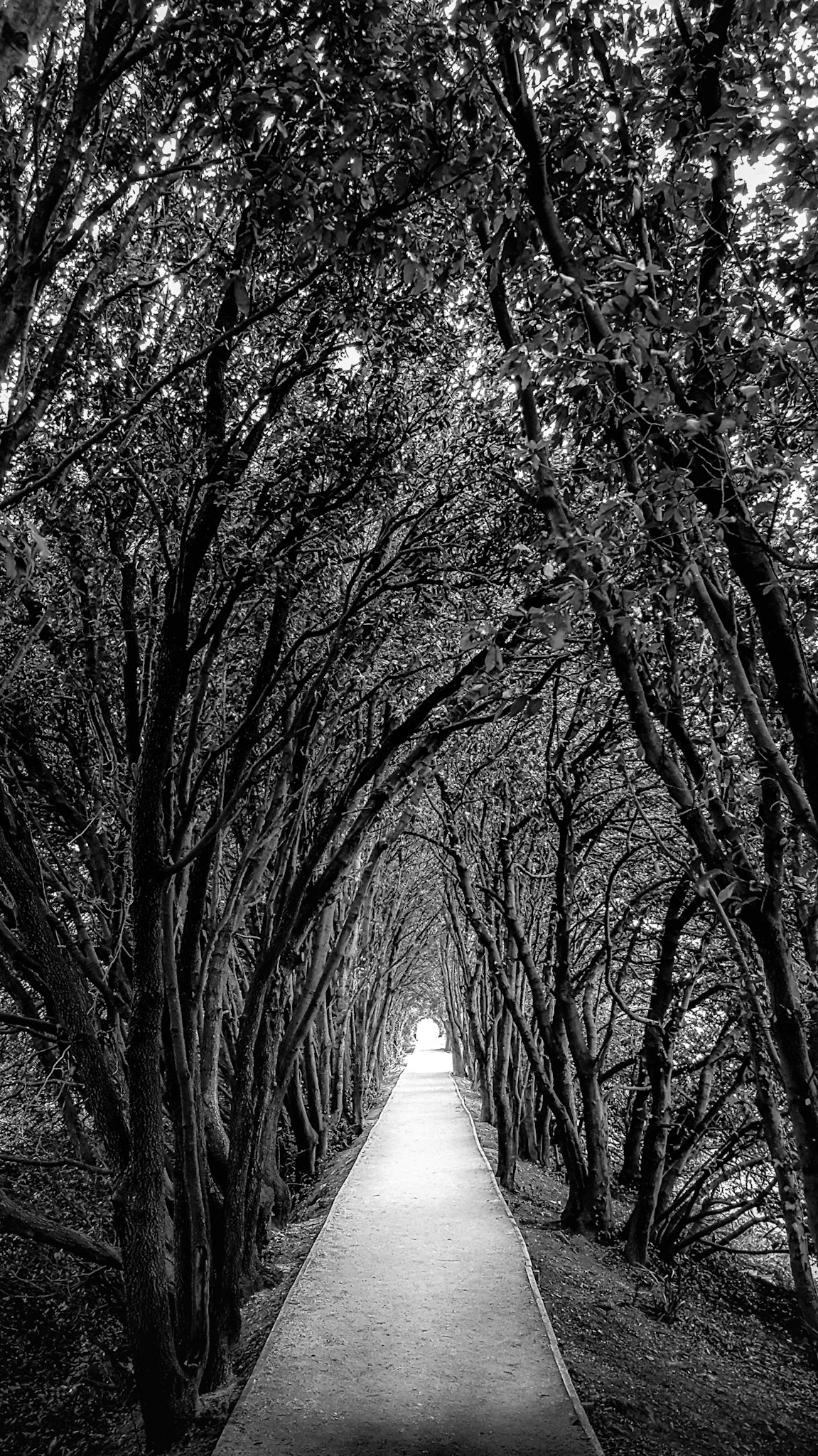 This wonderfully maintained avenue runs parallel to the Laira Plym estuary, which leads you up to Saltram Estate, a stunning Devonshire property which is part of the UK's National Trust.