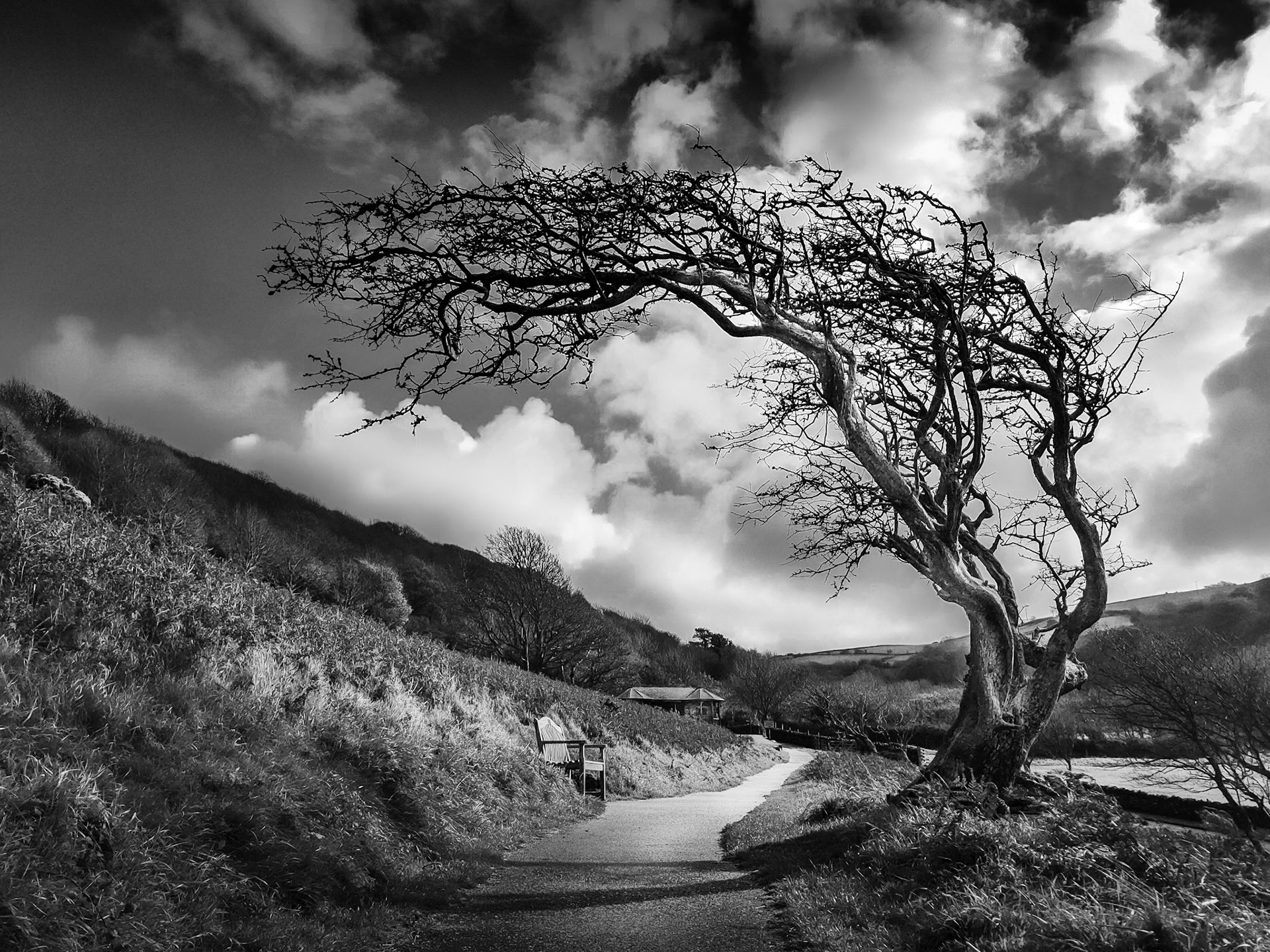 Near The Valley oif Rocks in Lynton in Devon is a coastal stretch of land that is truly dramatic. Not least of all for its ambience but also because of the great weathering that the landscape has endured. Here it is rugged and ancient, permanent in its stance against the elements. There are stunning rock formations near by and this stoic tree almost offering its arms to those who would sit in its company.