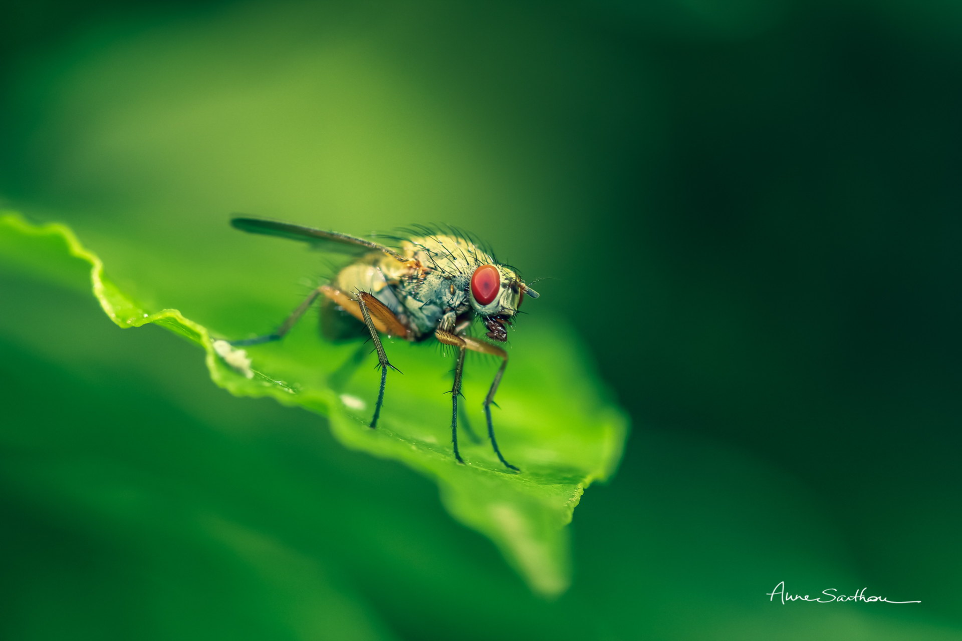 La mouche
