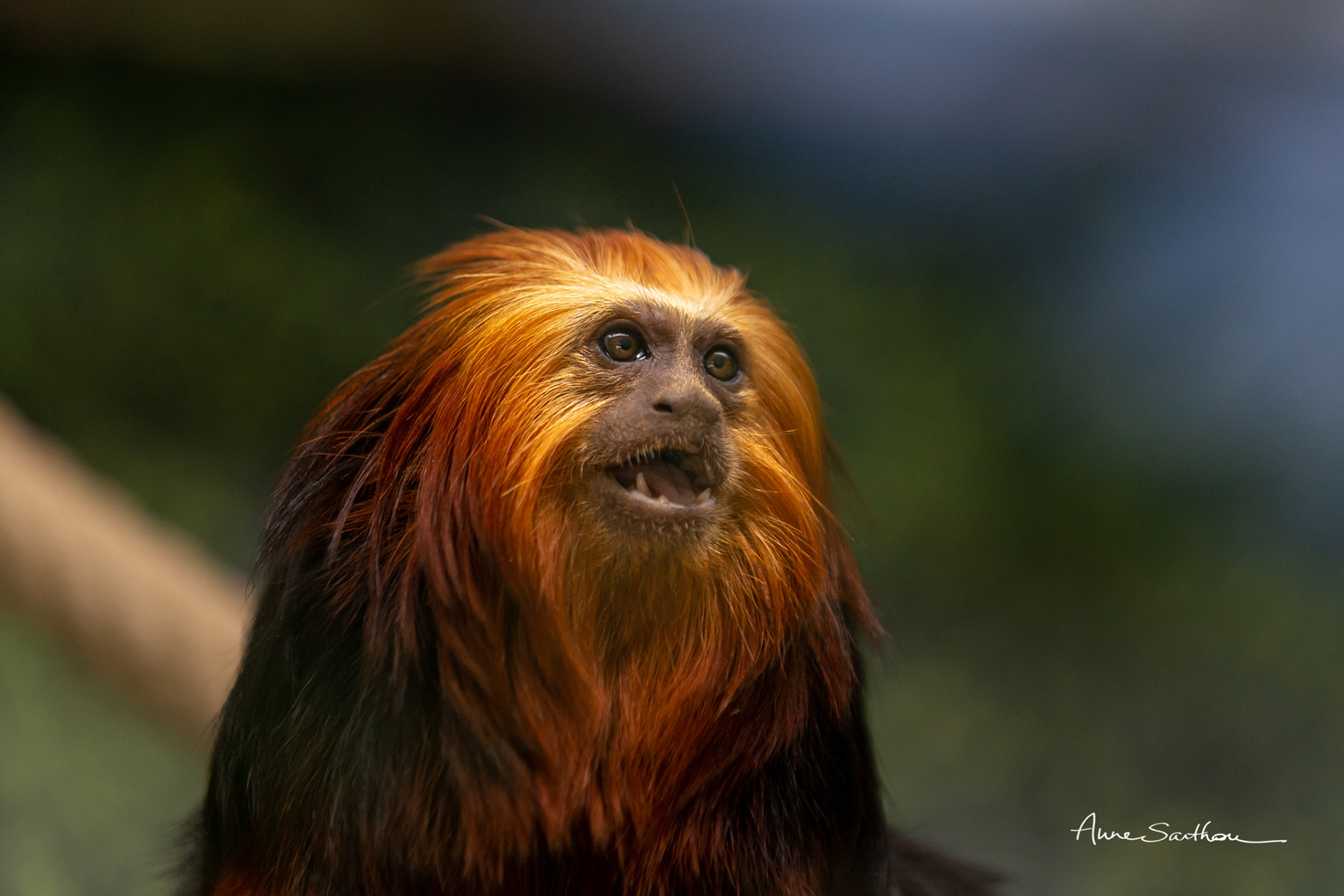 Tête de lion revendique