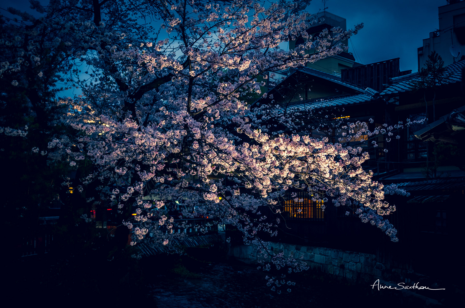 Sakura de nuit