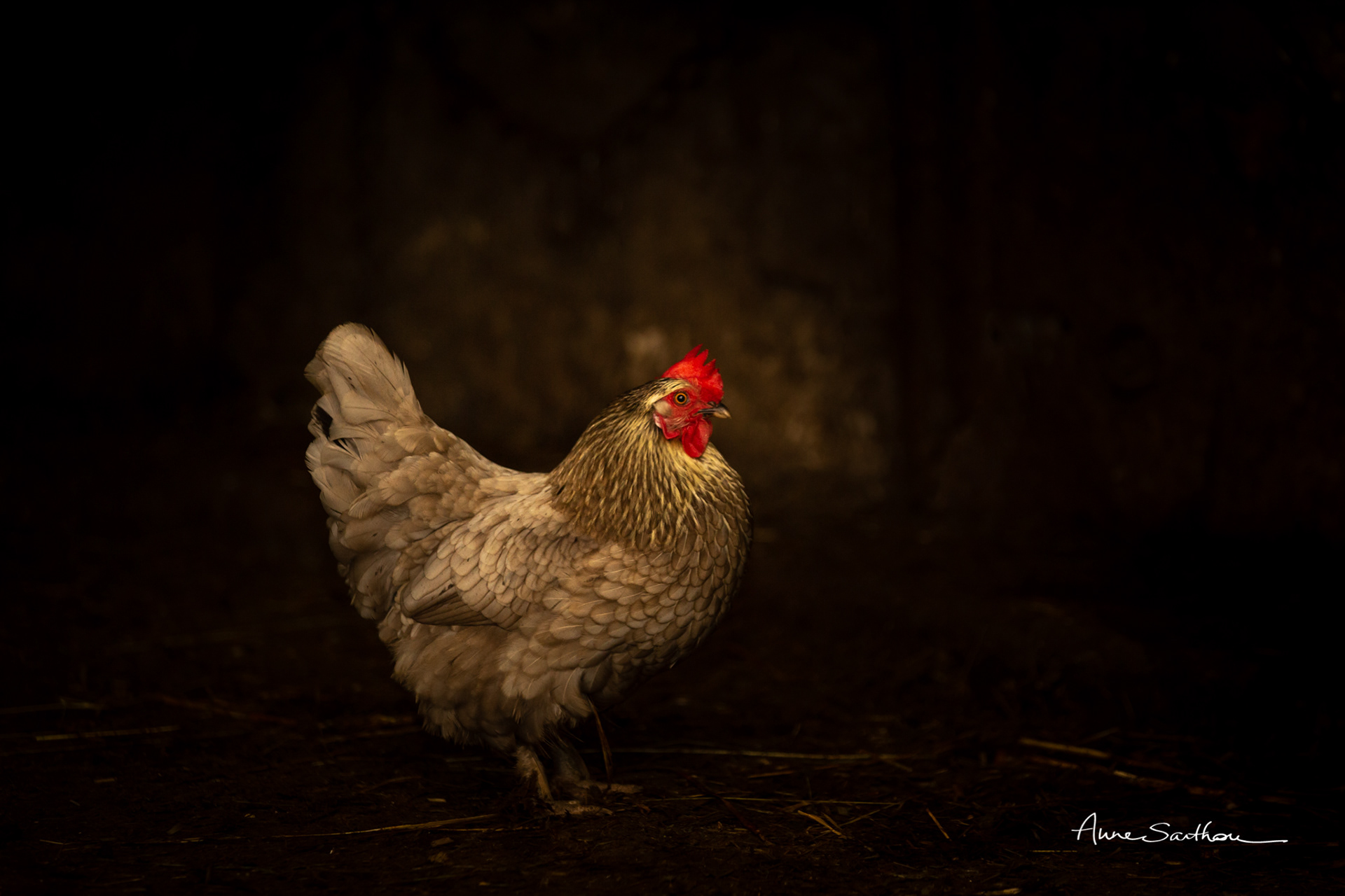 Poule