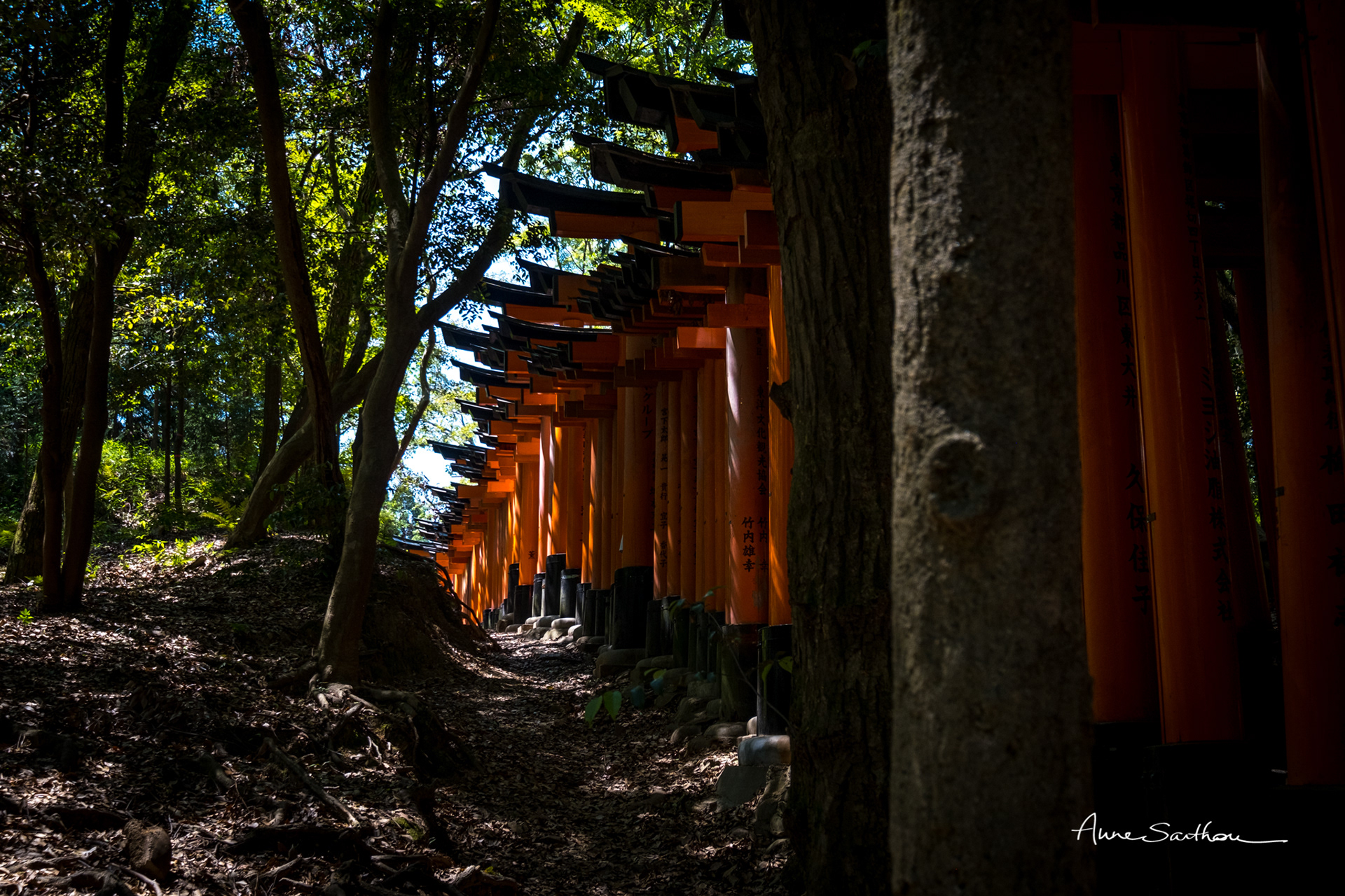 Mille torii