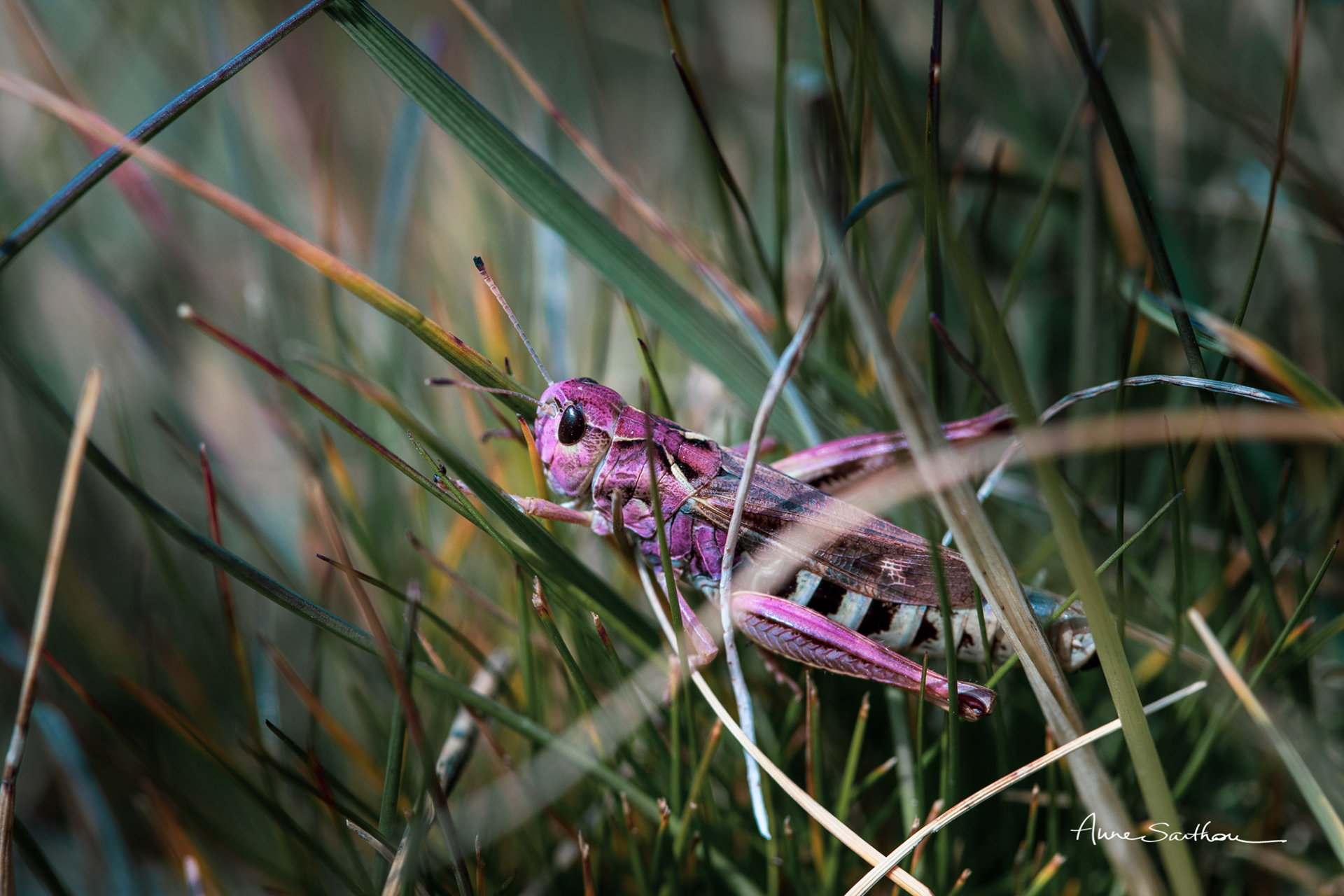 Cricket rose