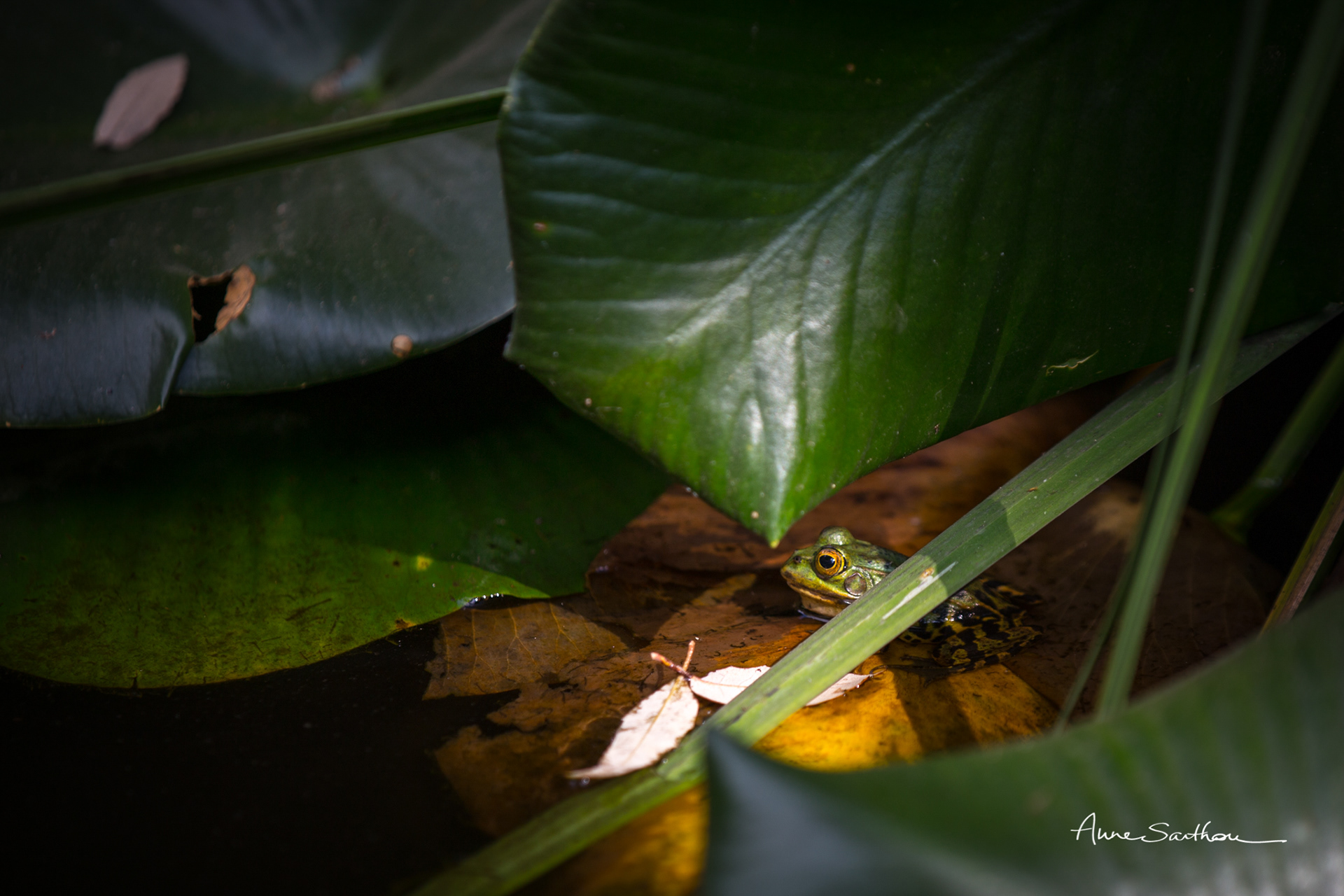 Sous la feuille