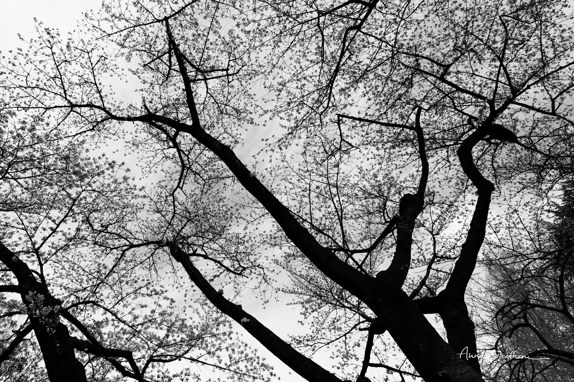 Sakura noir et blanc