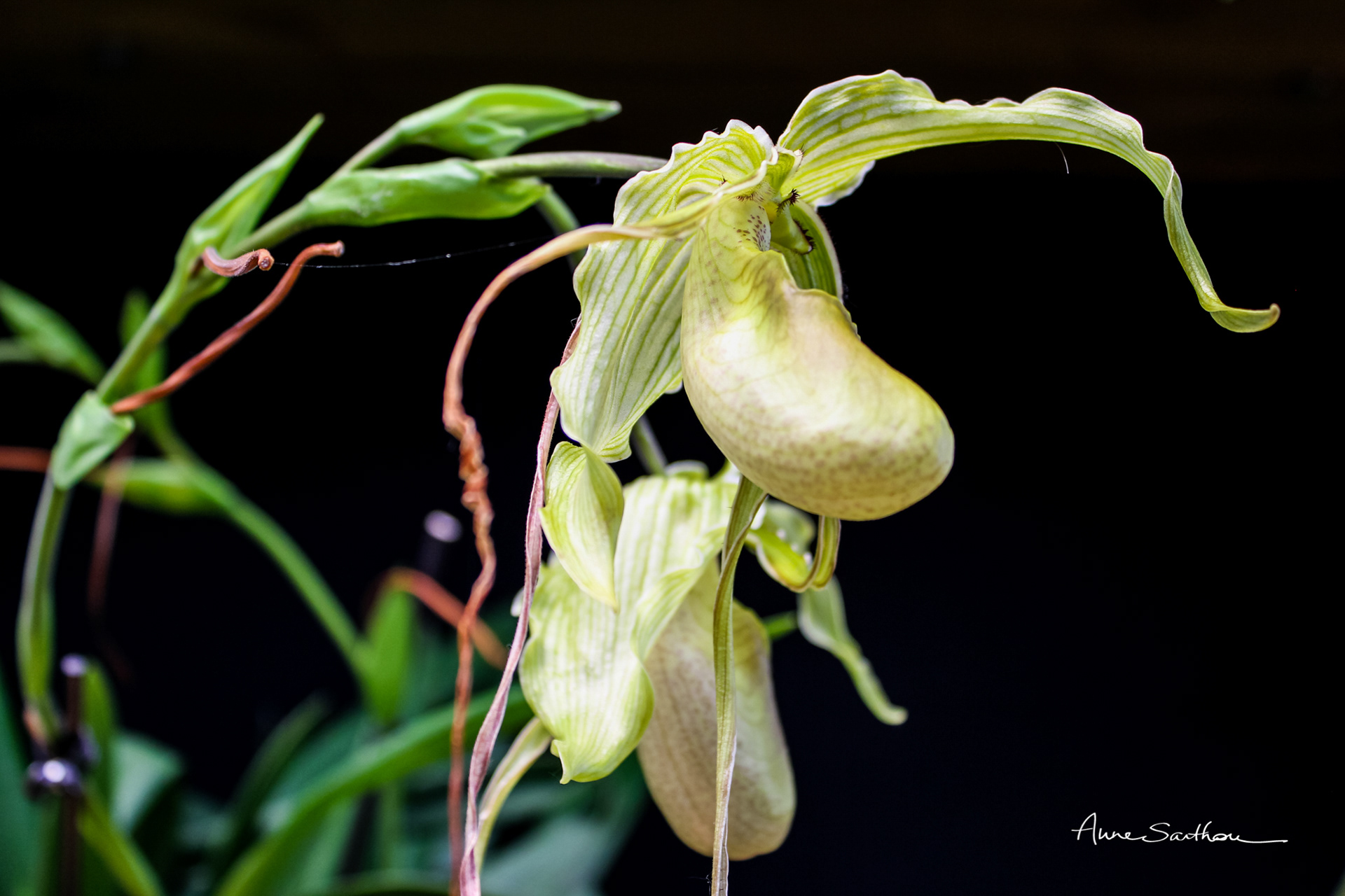 Orchidée