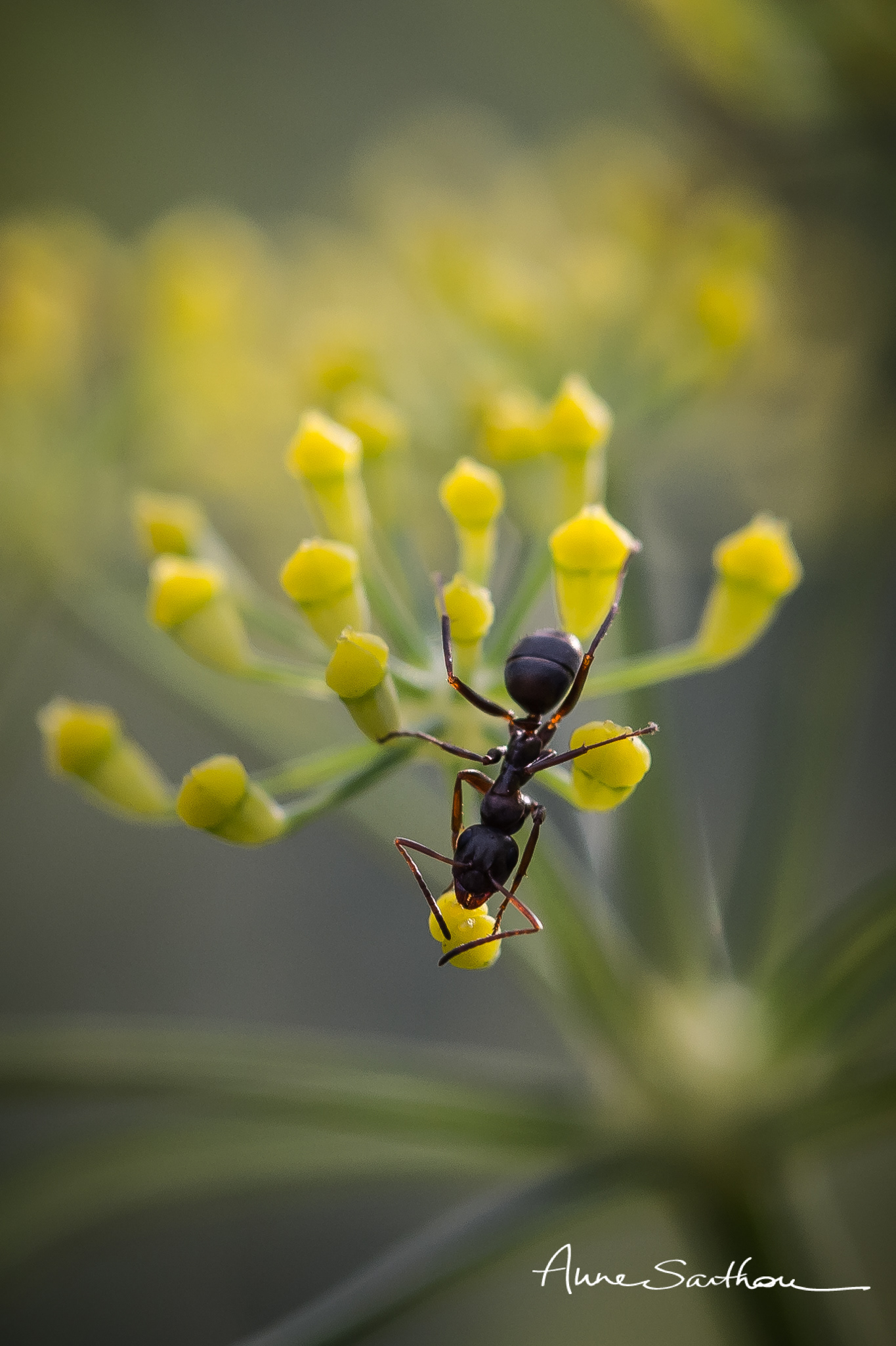 La goutte de fleur