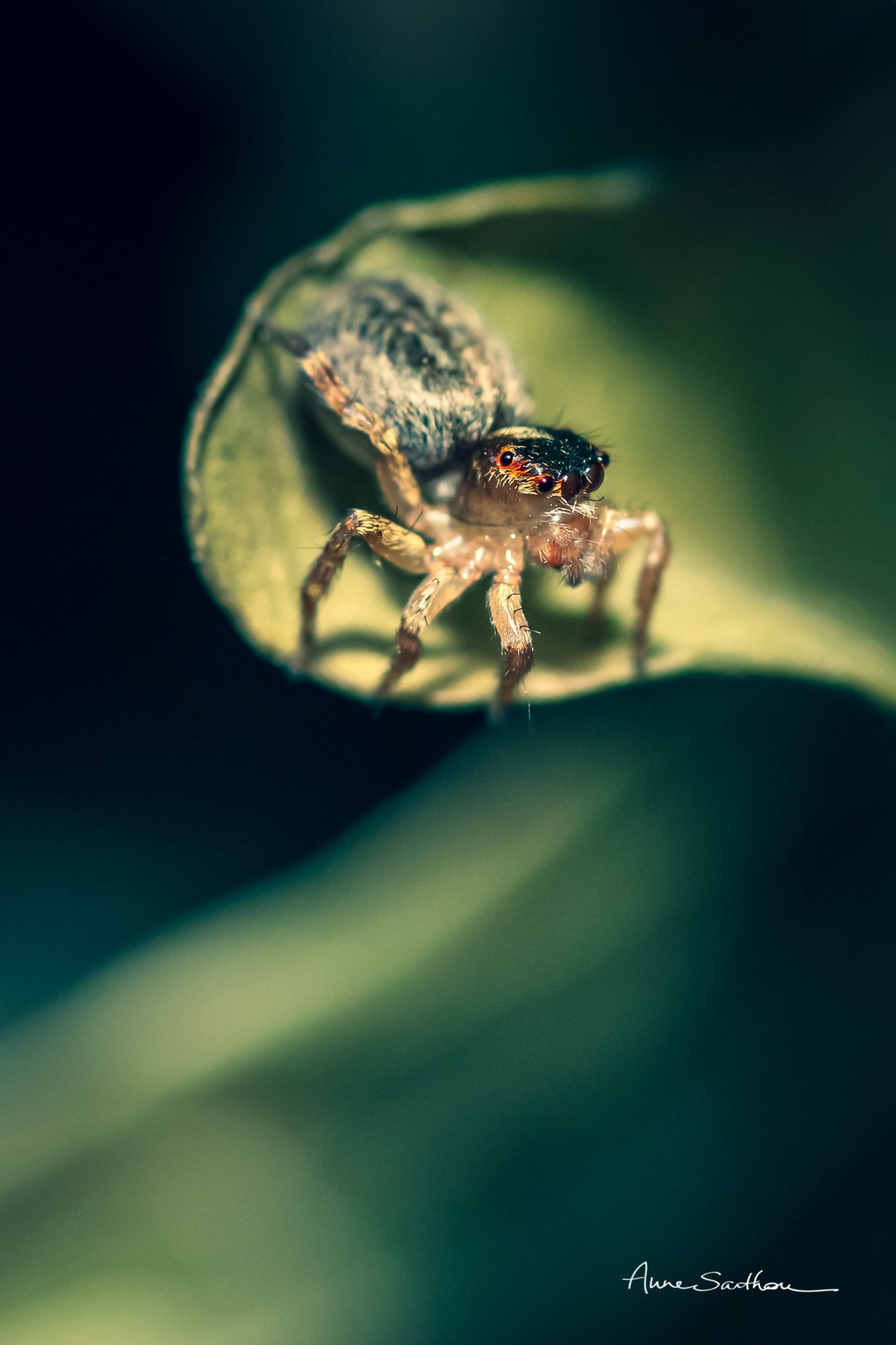 Salticidae à l'affût