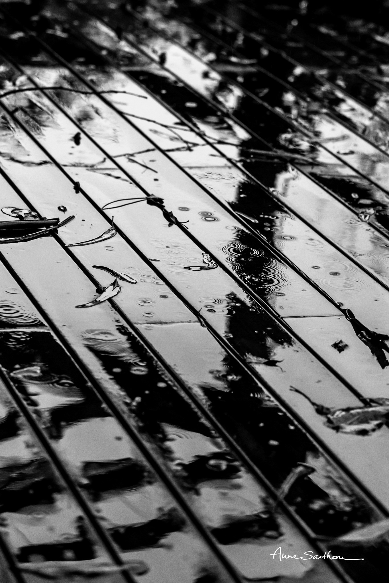 Pluie sur l'eucalyptus