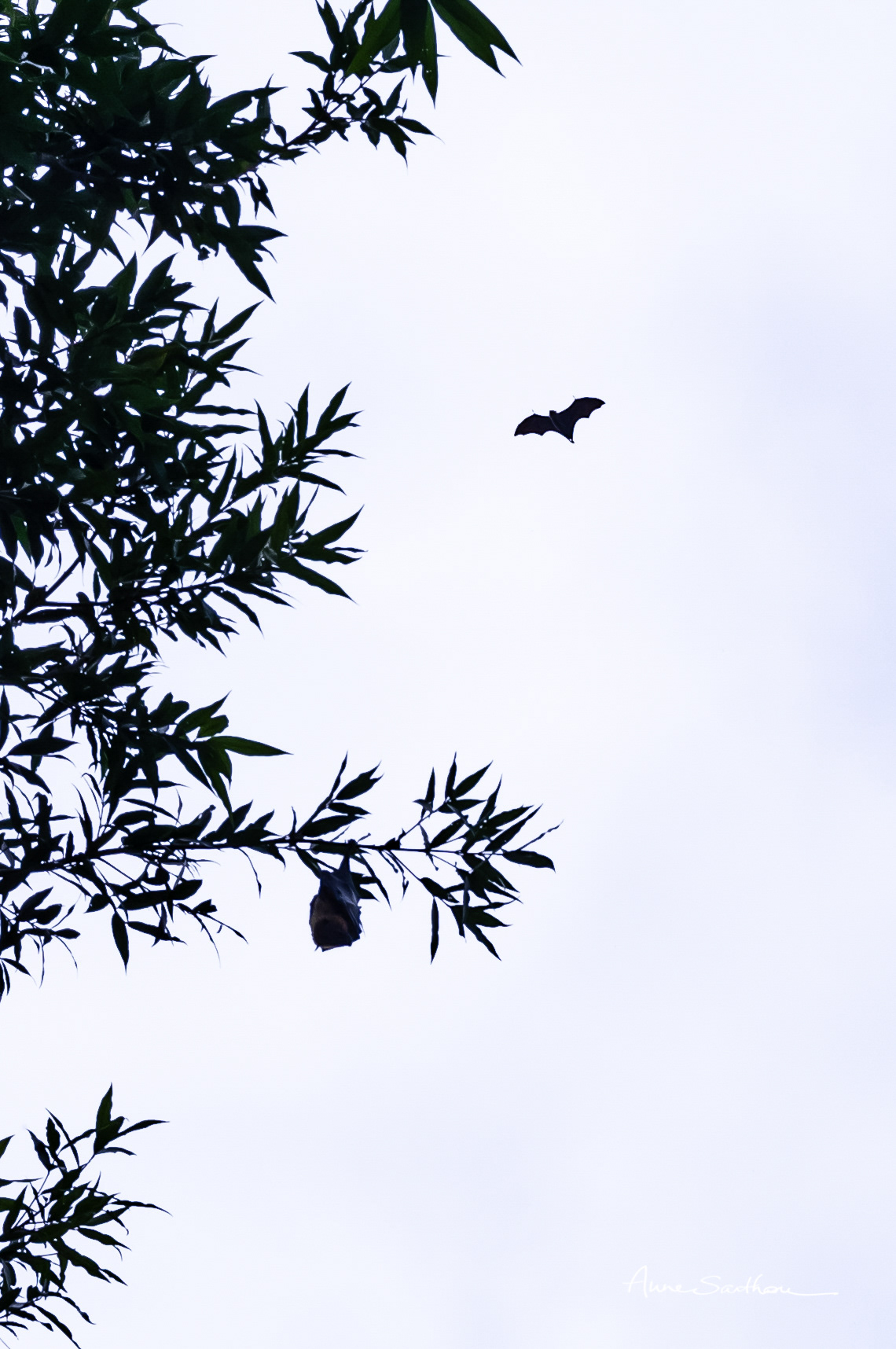 Batman & Robin