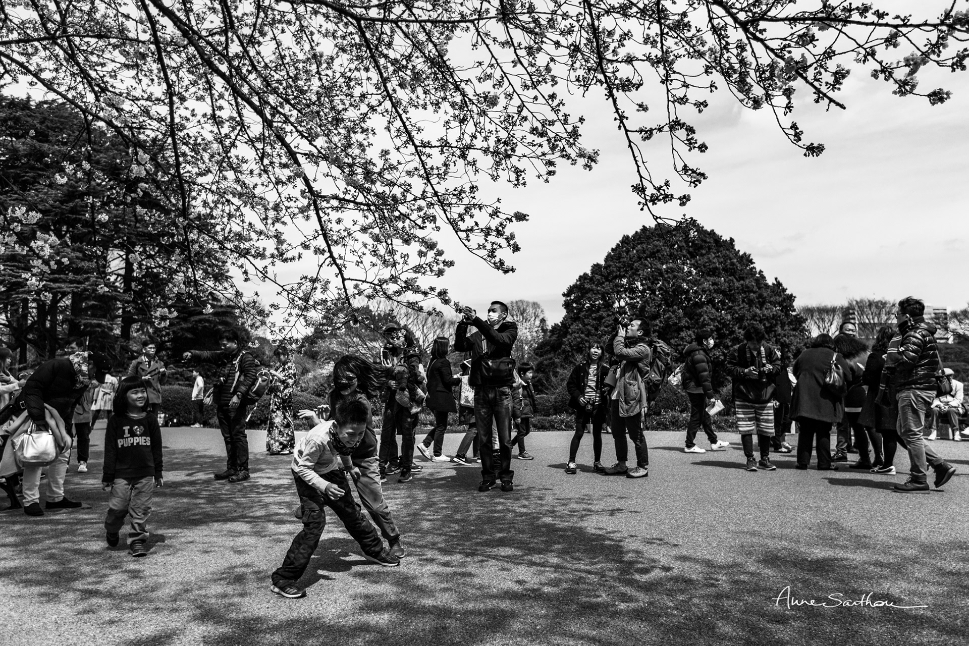 Joie sous les sakura
