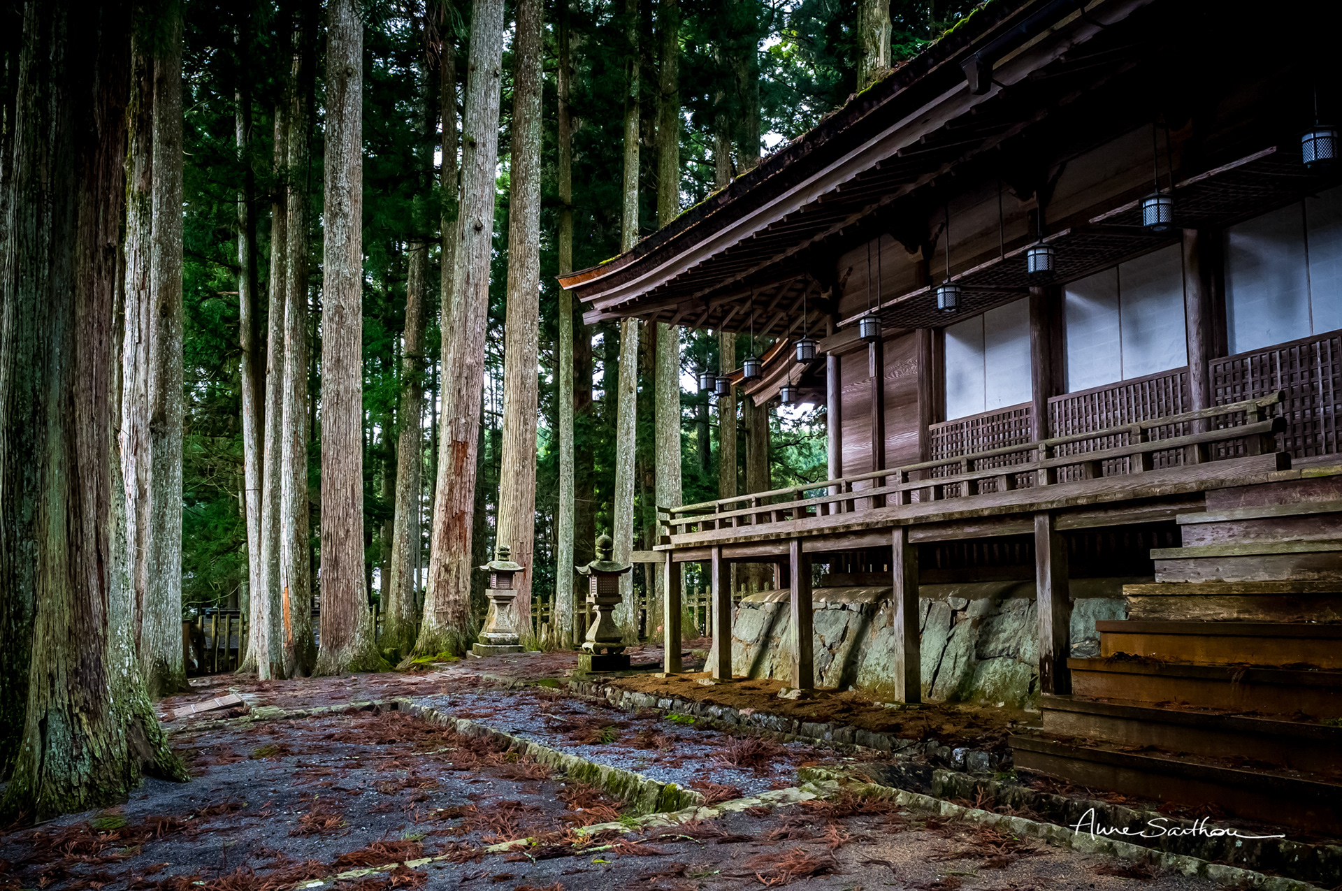 Arbres et méditation (Koyasan, Japon)