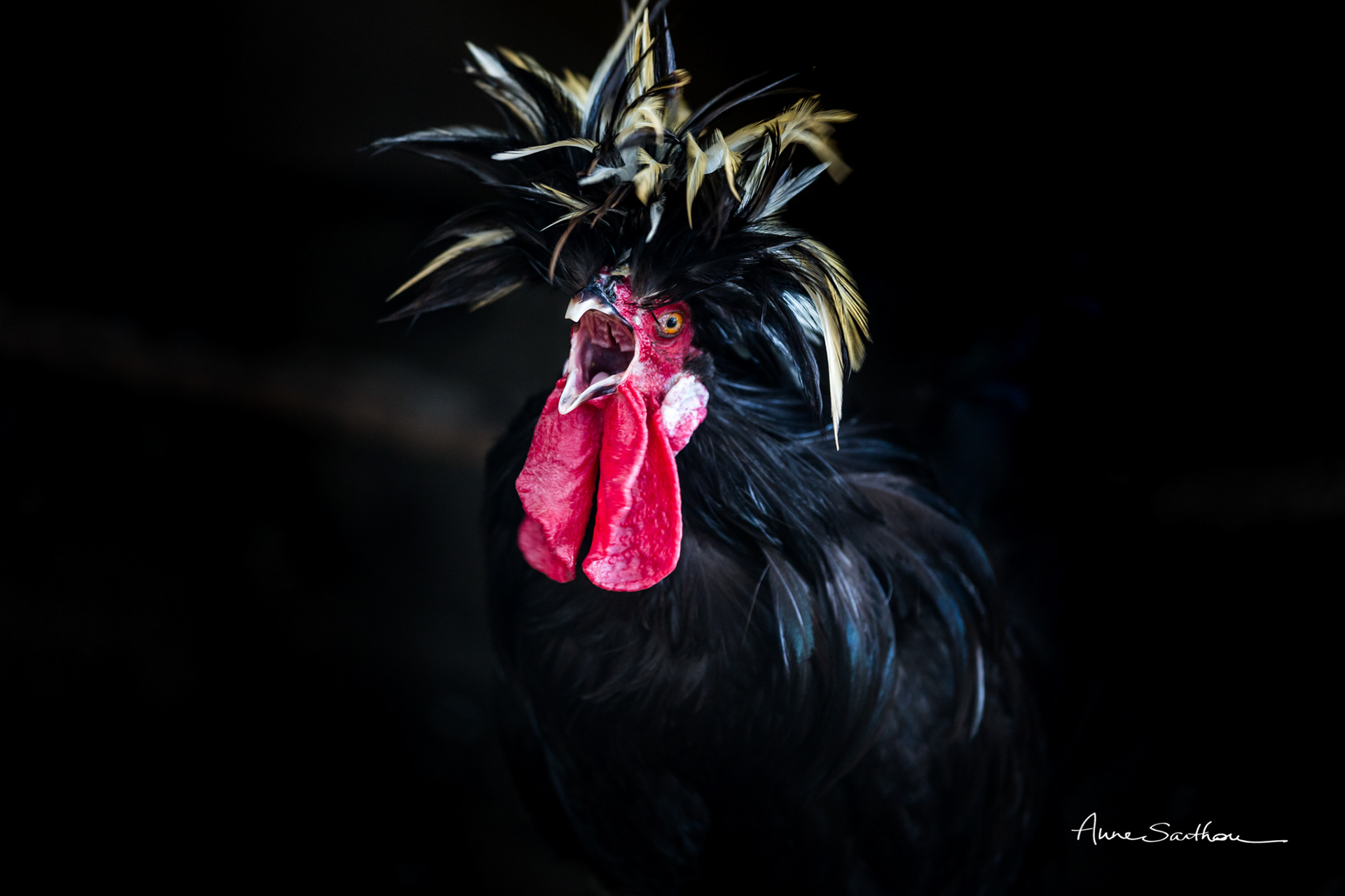 Revendication