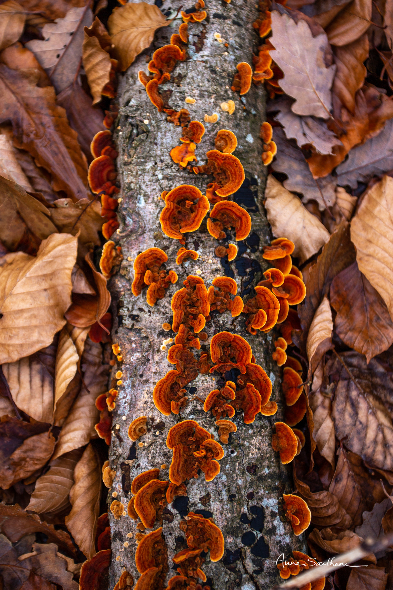 L'automne