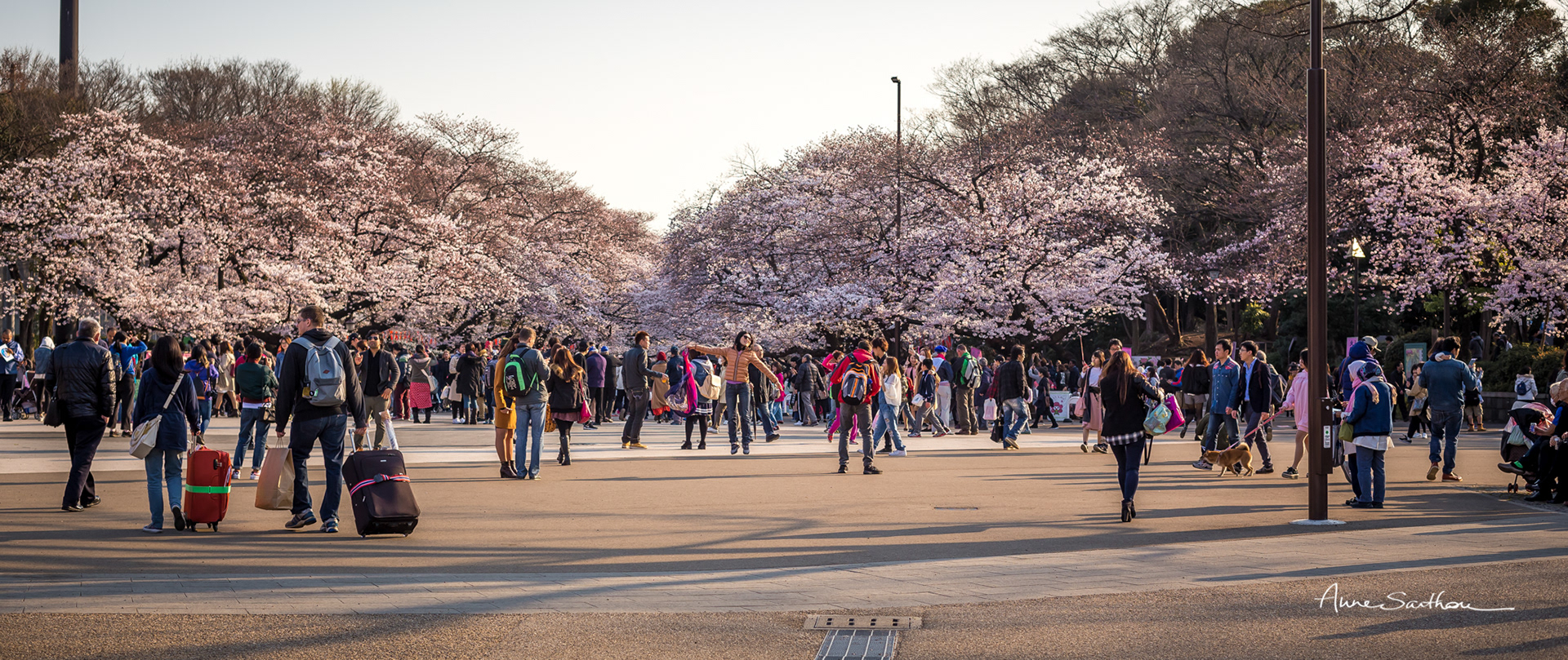 Hanami