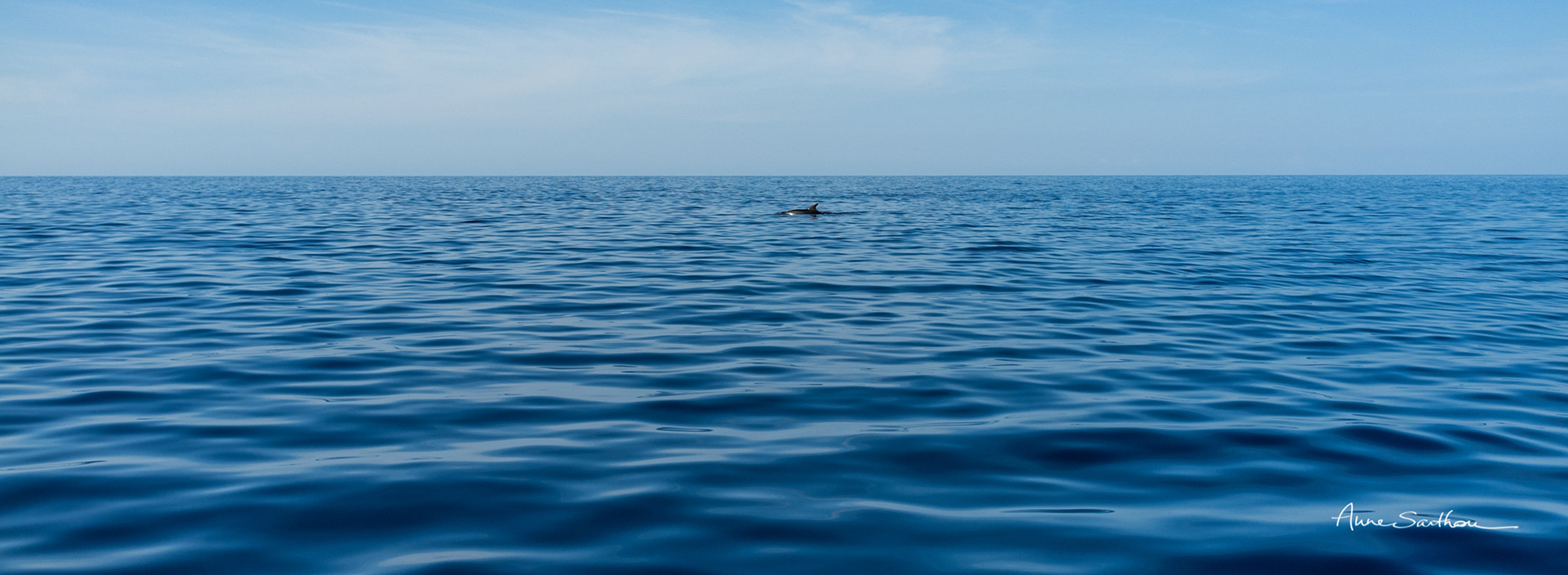 Dauphin au loin