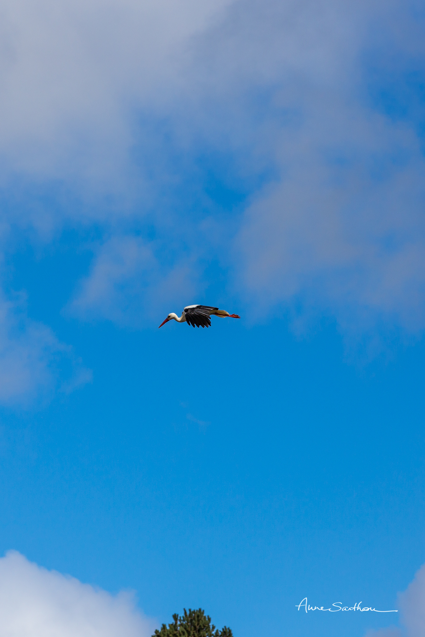 Cigogne