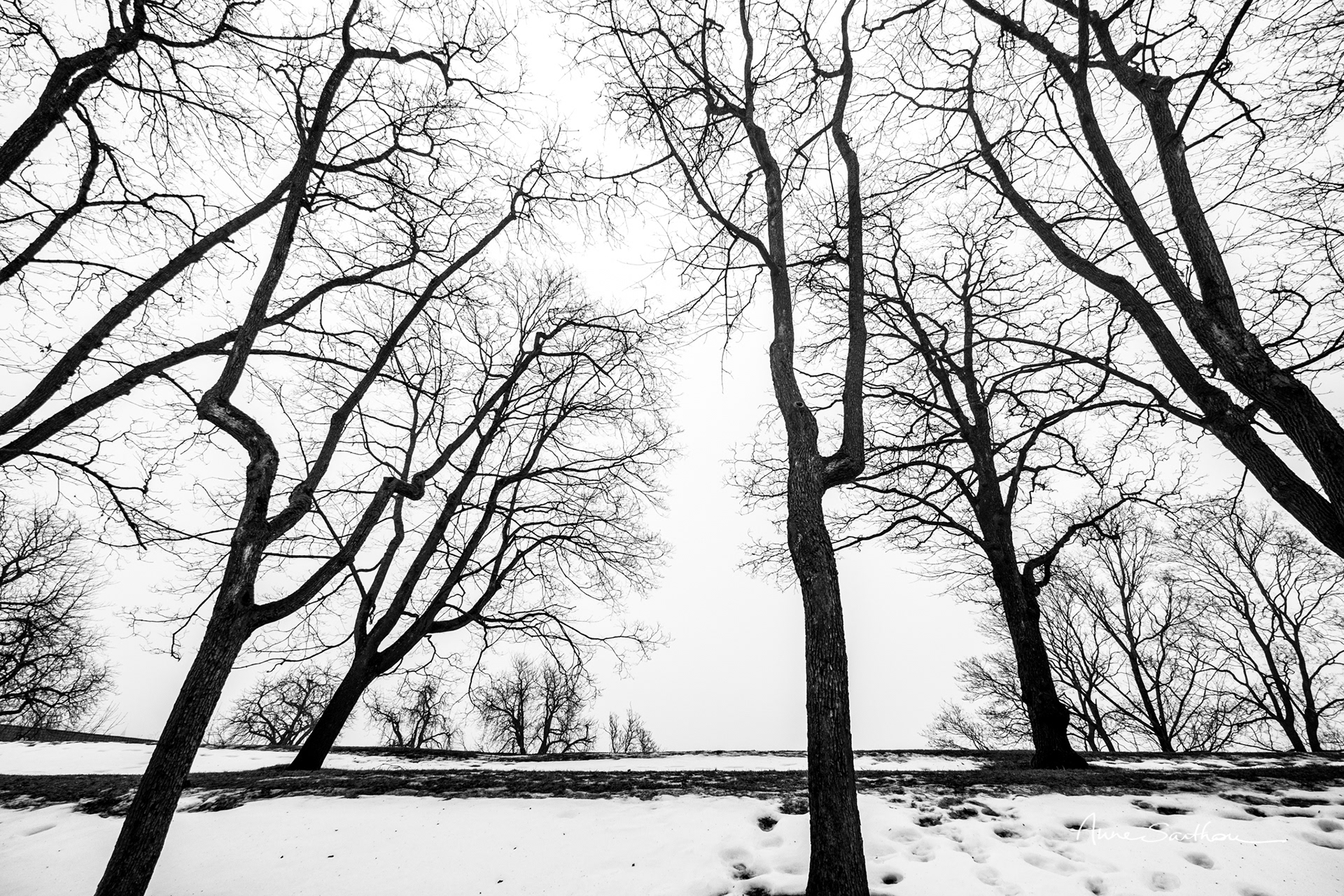 Les vaisseaux arborés
