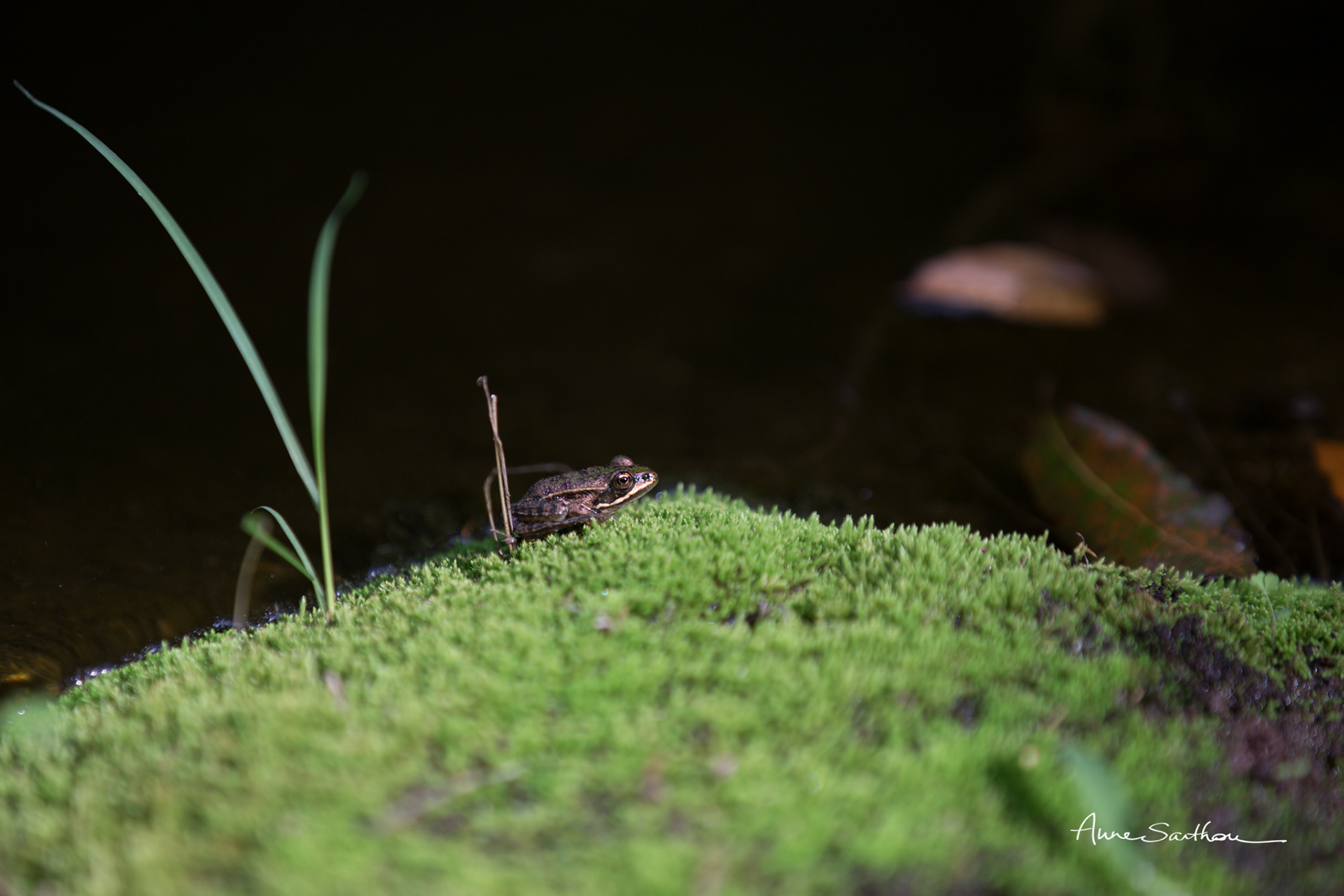 Grenouille sur son lit de mousse
