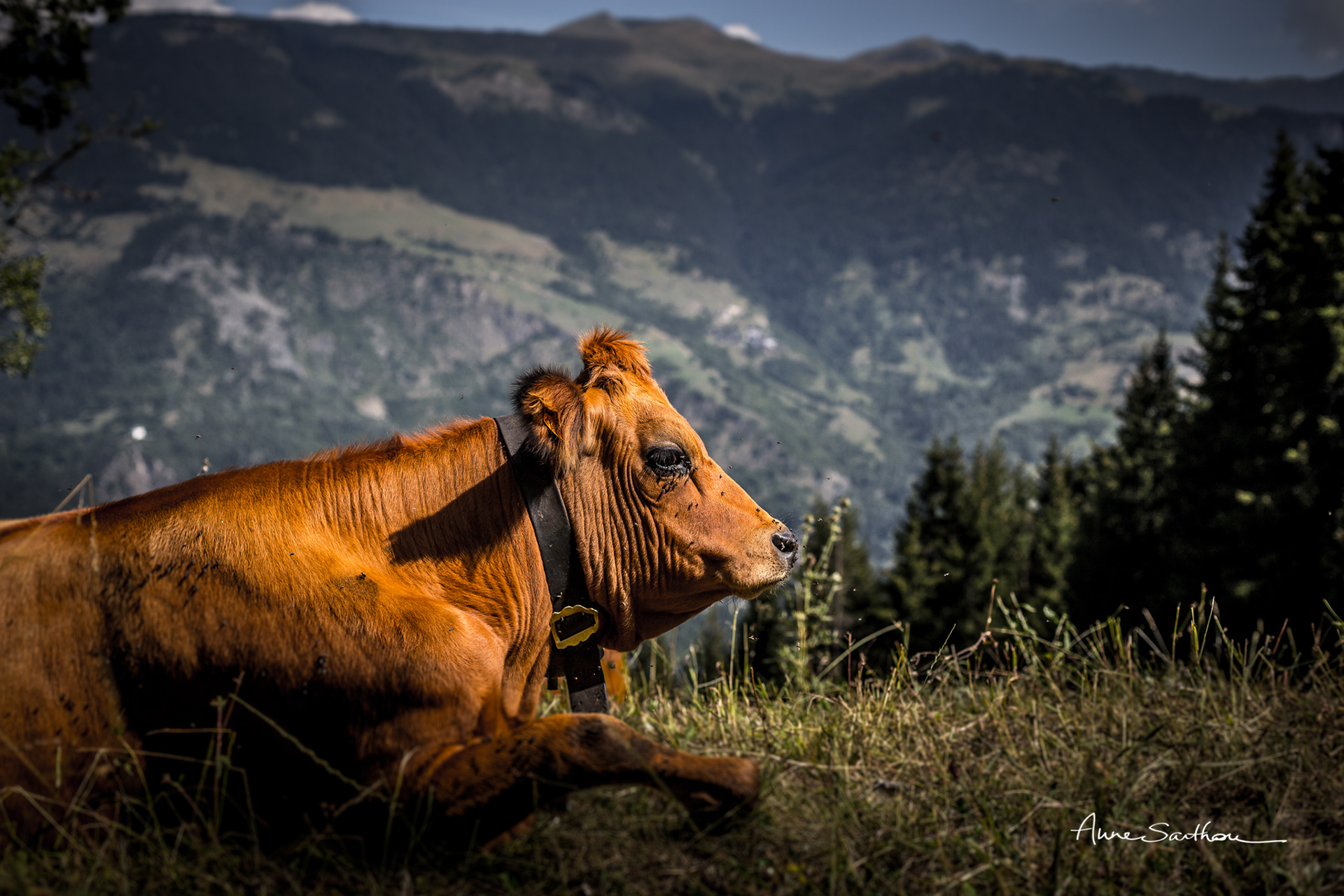Mouches à vache