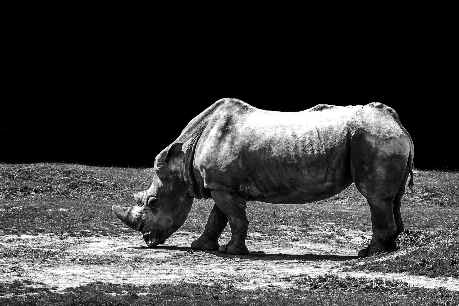 Rhino