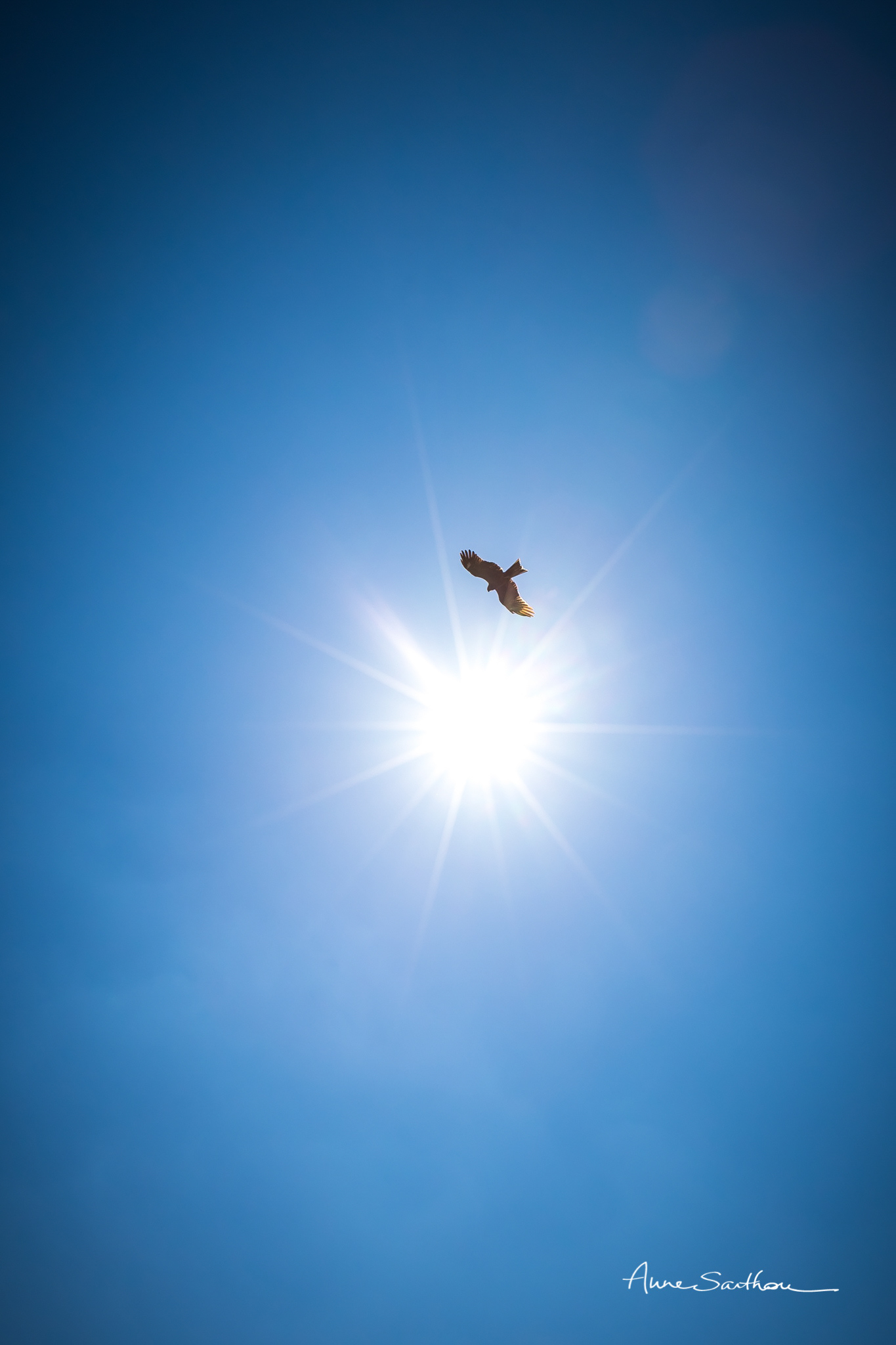 Le vol au soleil