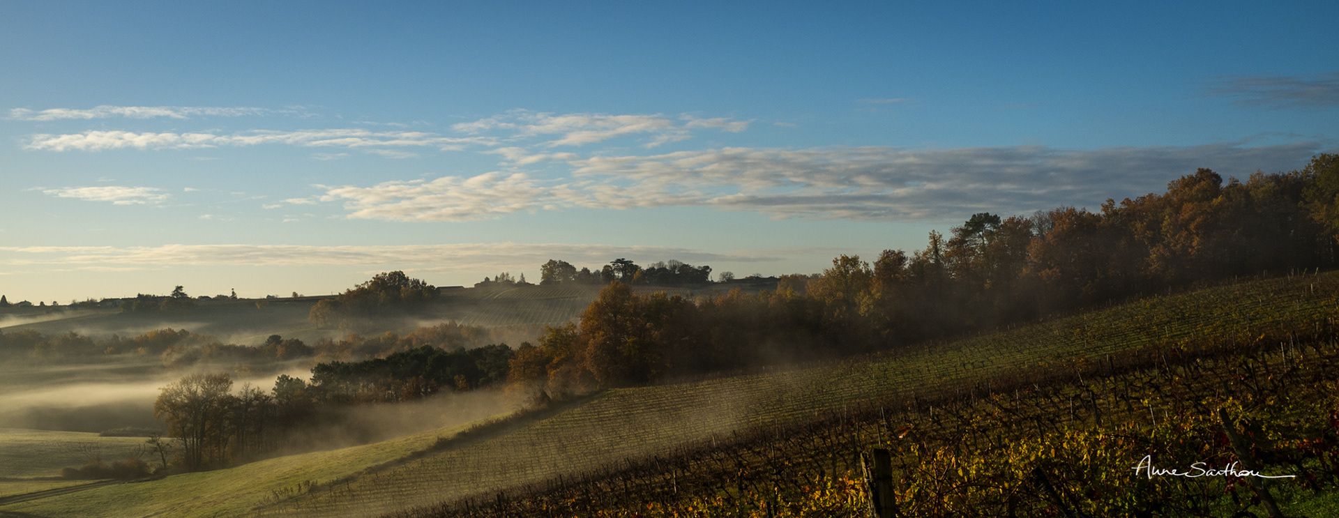 Les vignes