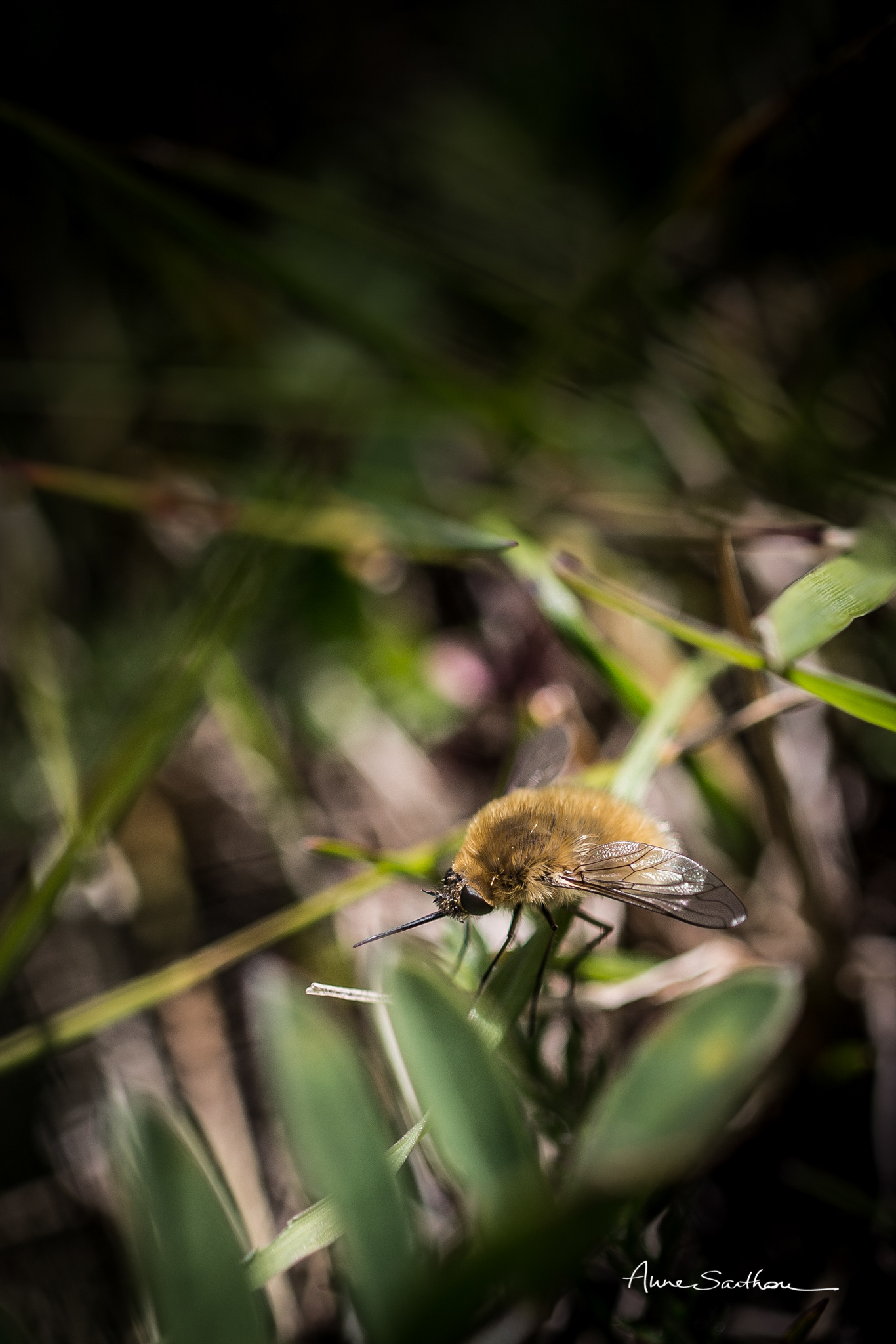 Bombyle
