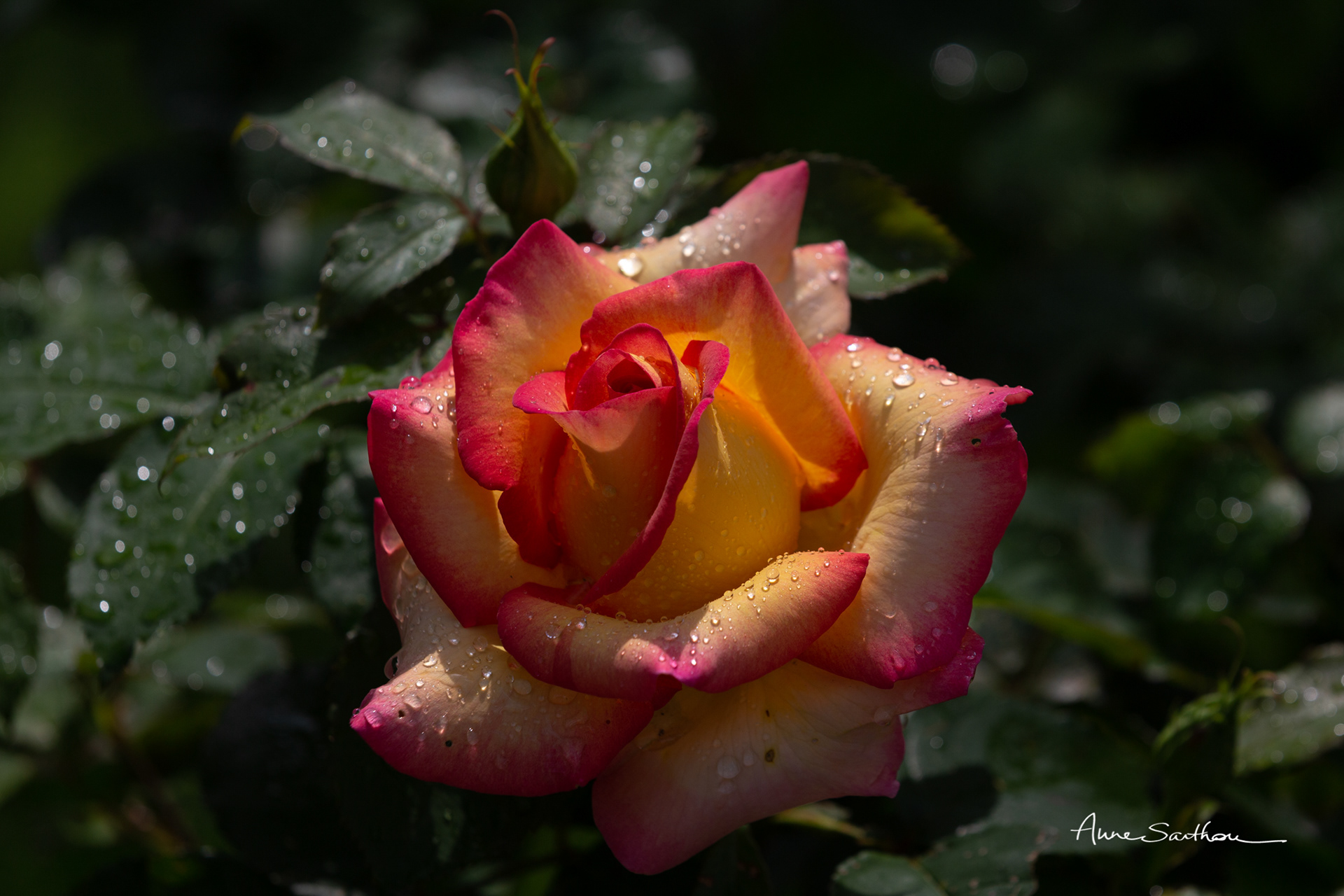 Une rose