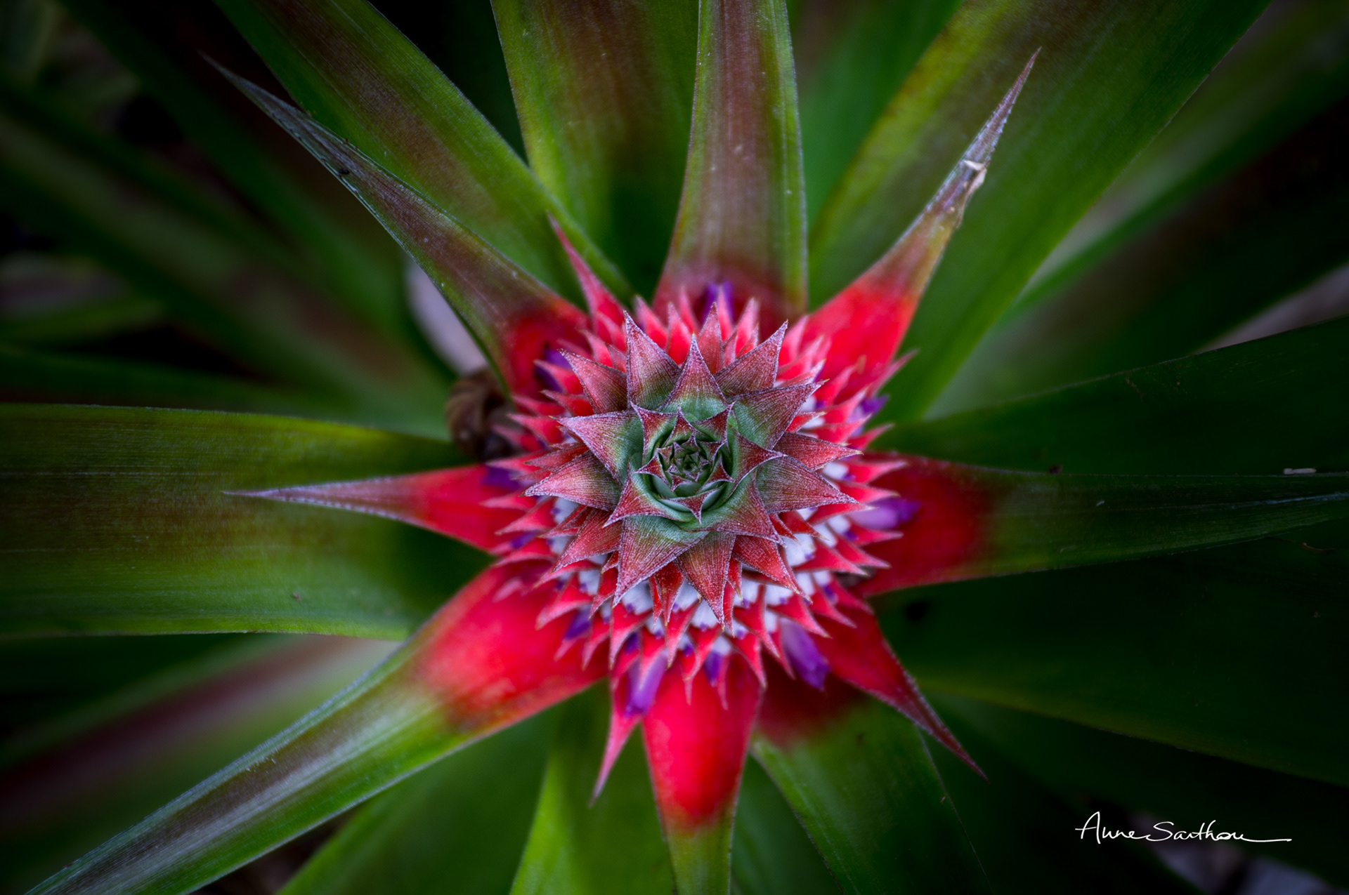 Futur ananas