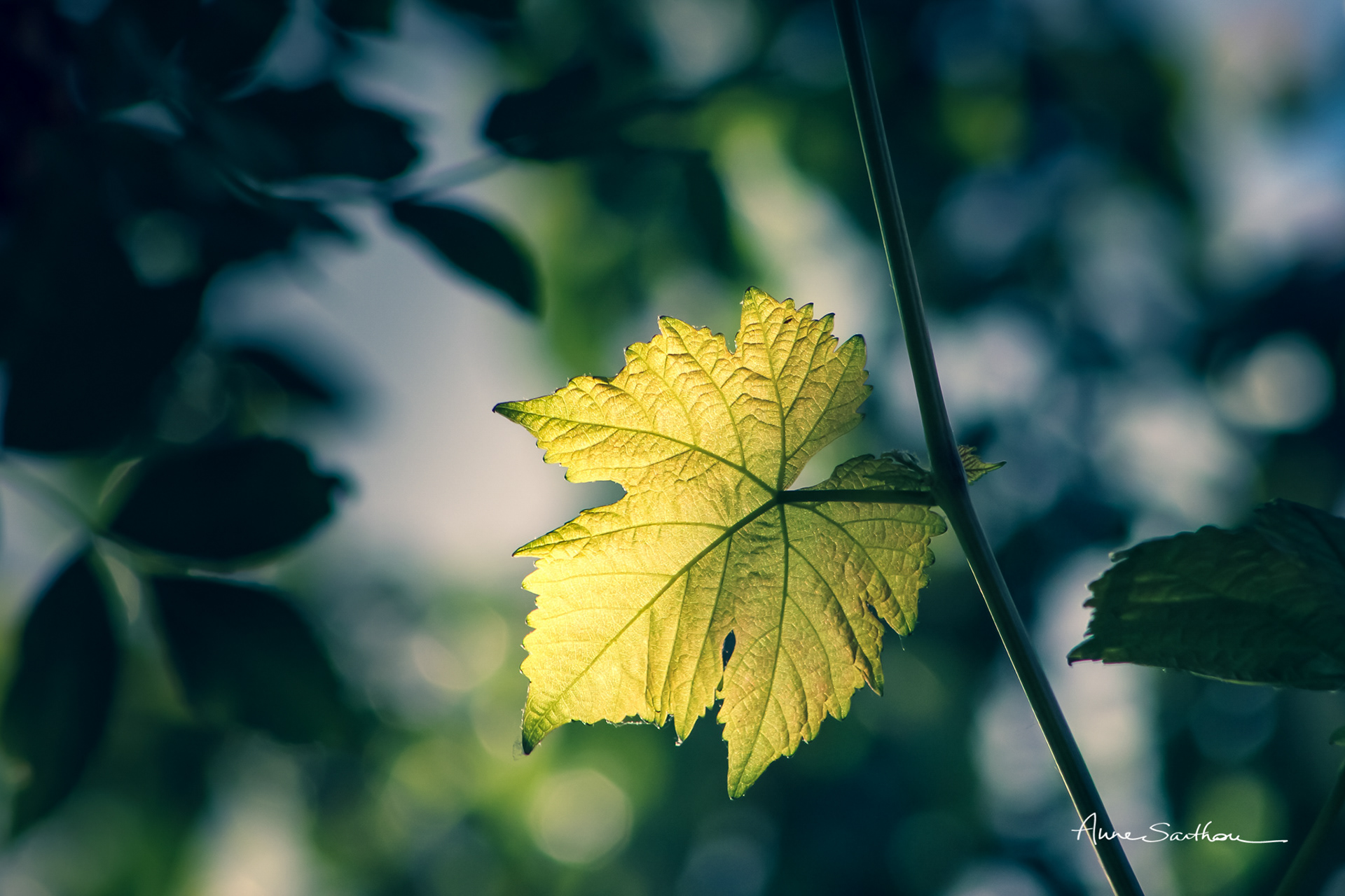 Vigne d'or