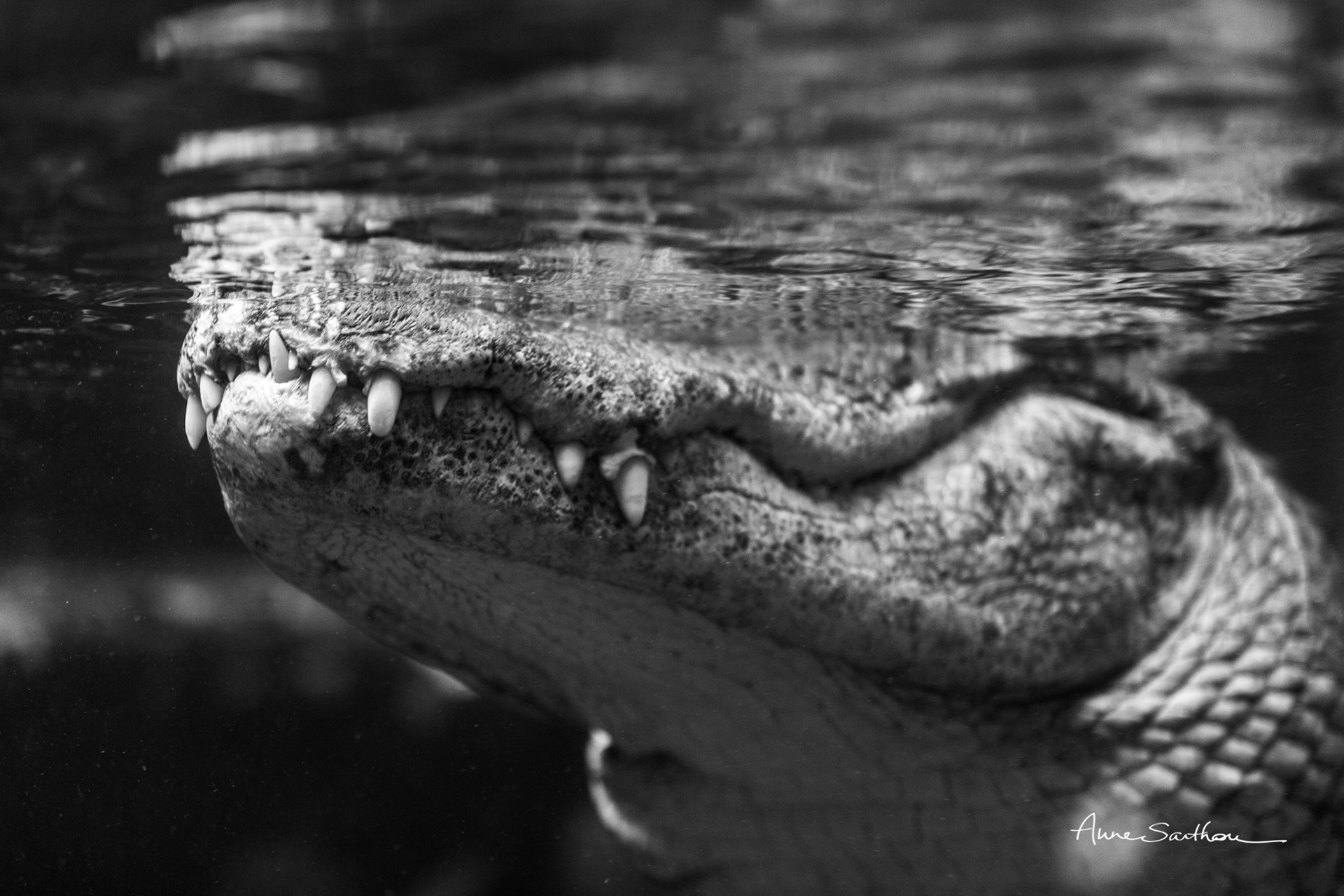 Jaws