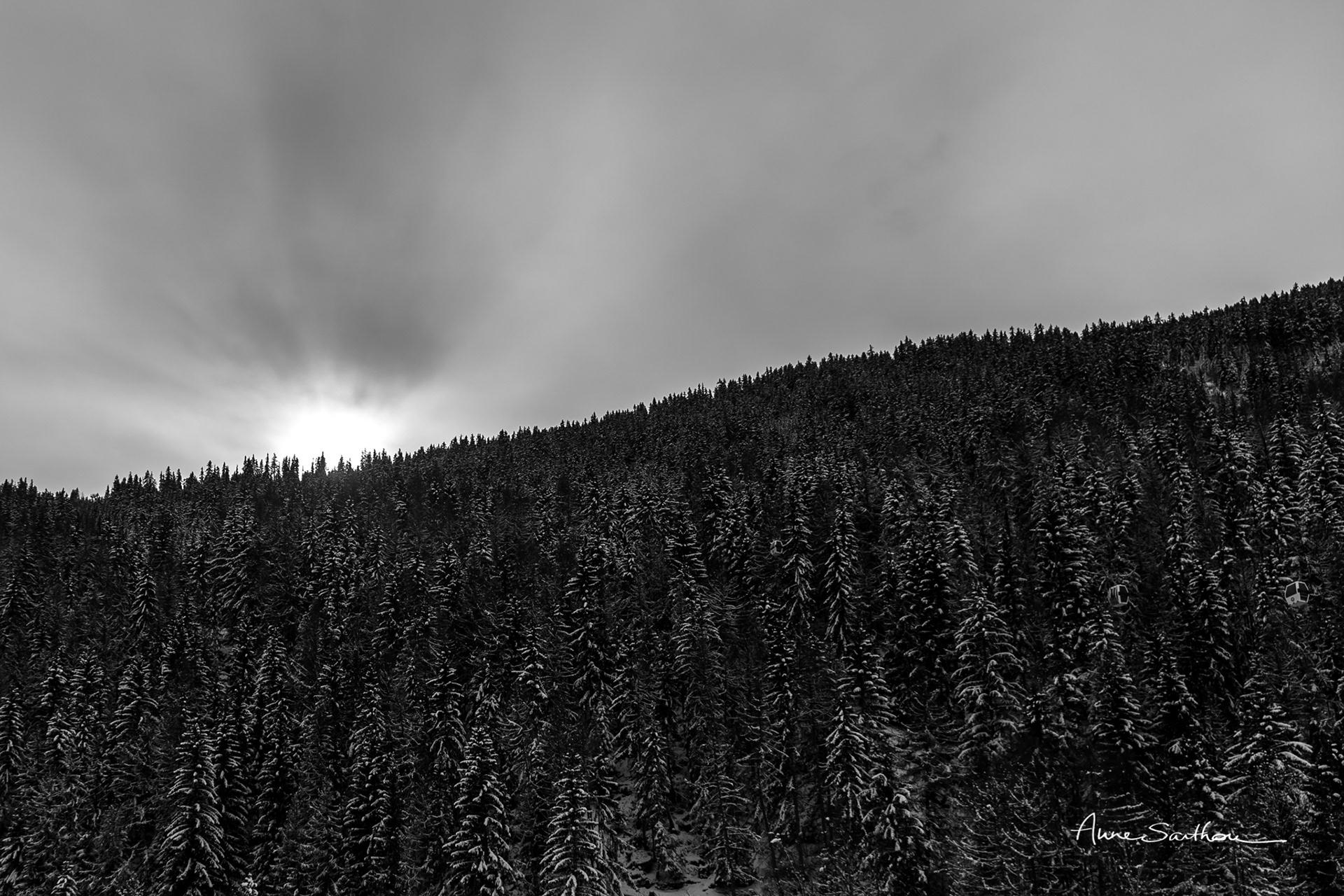 Les sapins