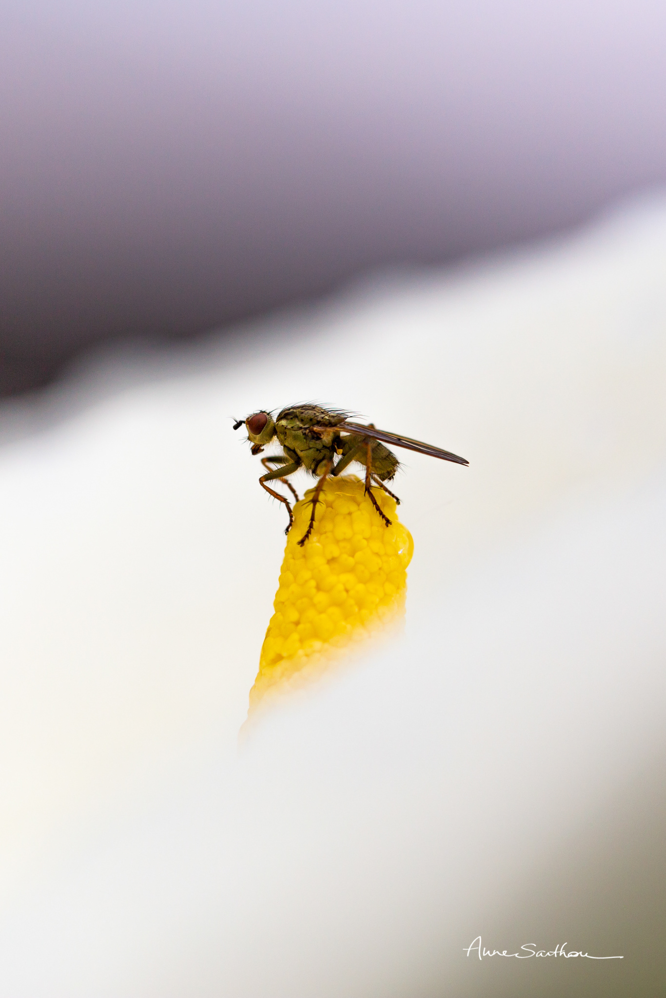 la mouche sur le pistil