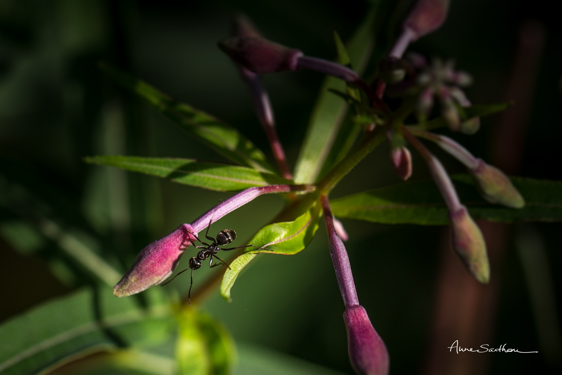 Acrobate