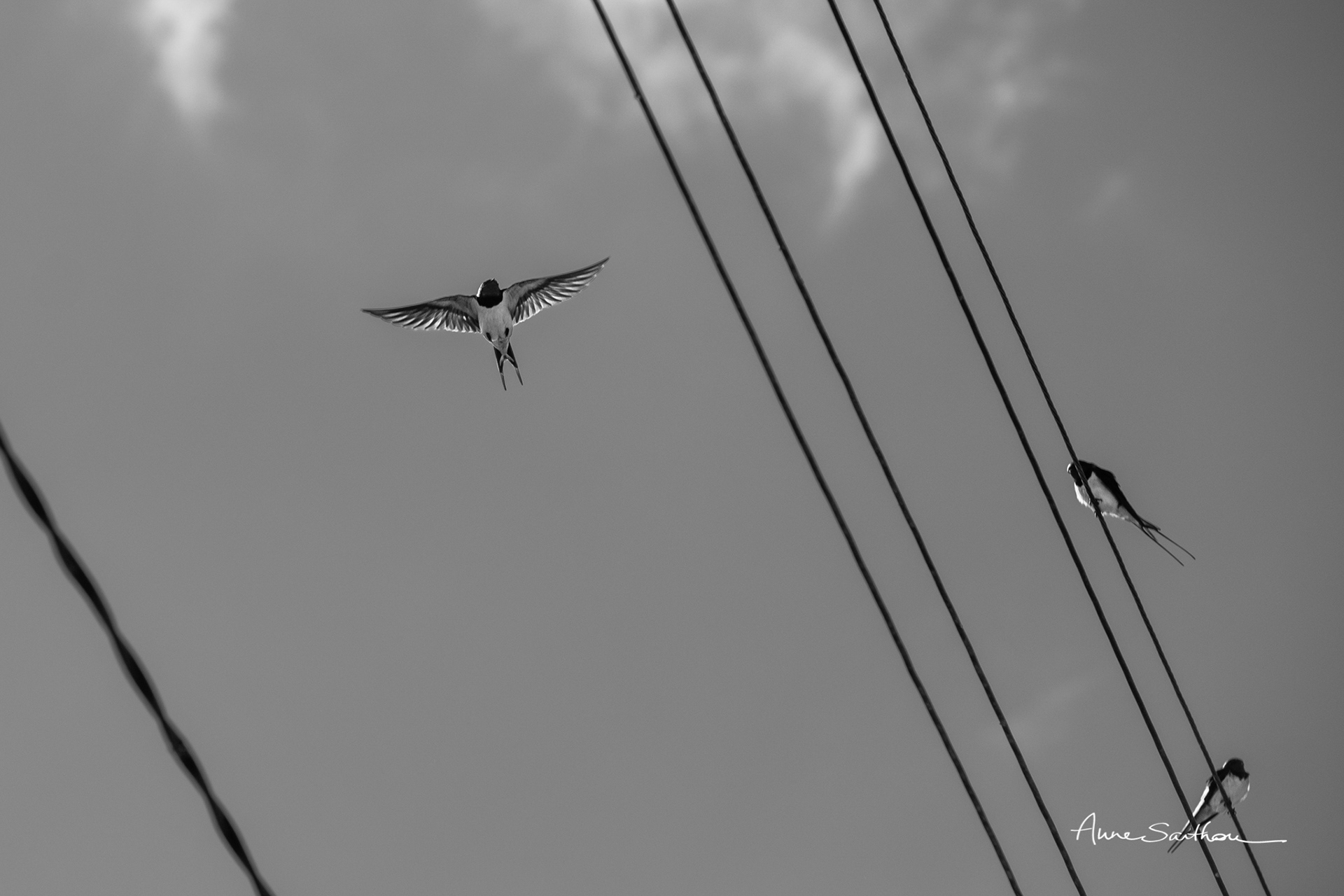 Petit avion