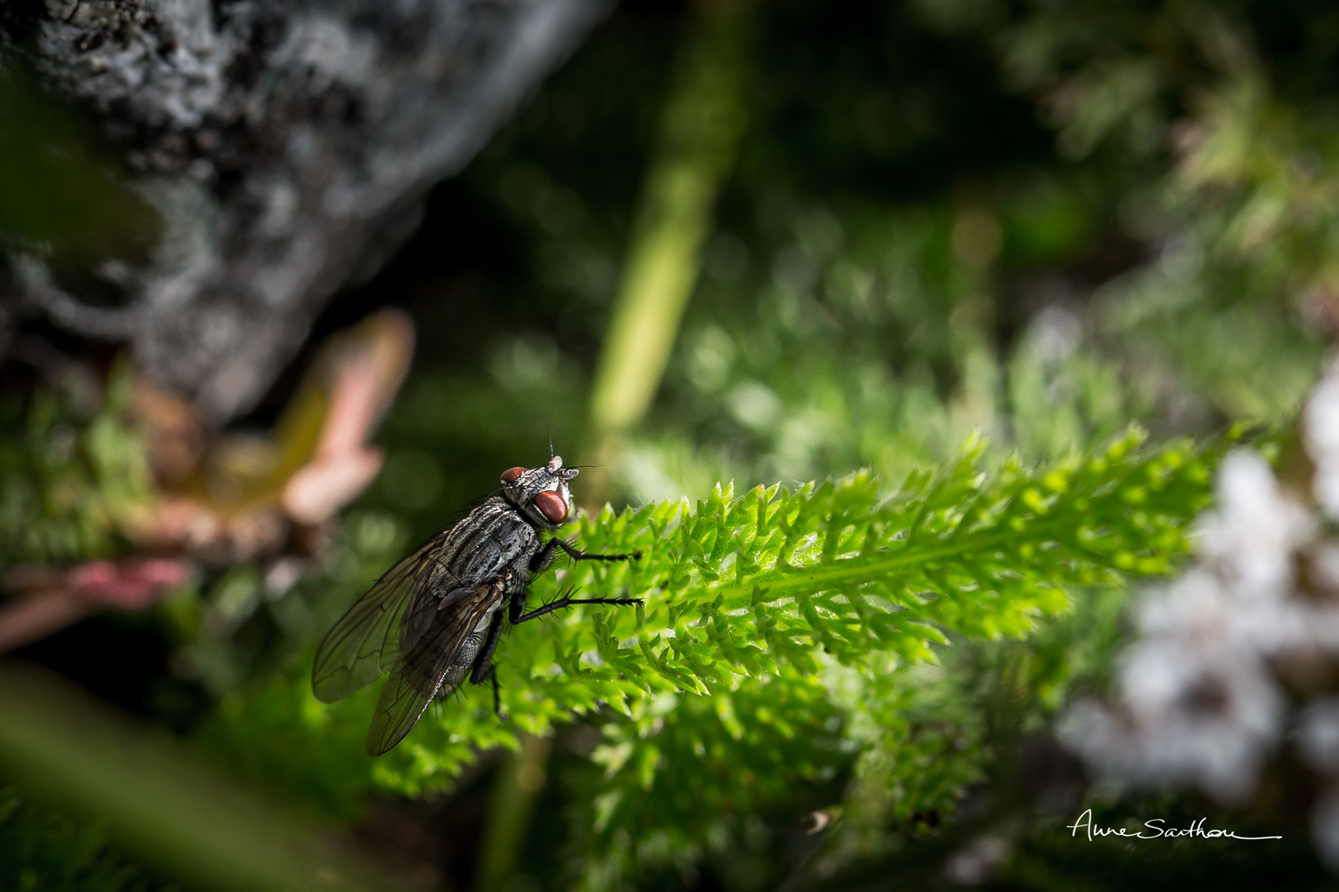 Une mouche