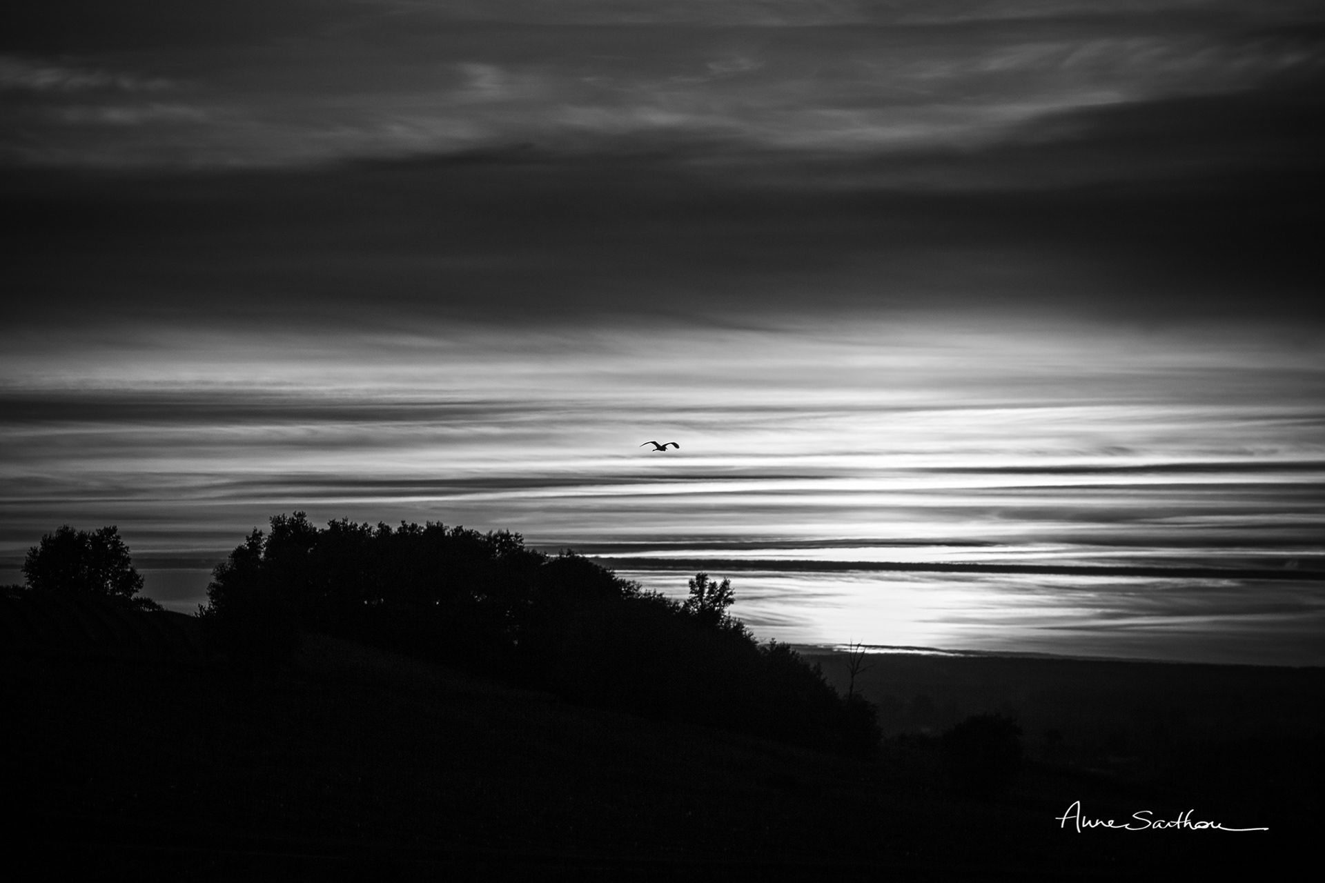 Avion à plumes