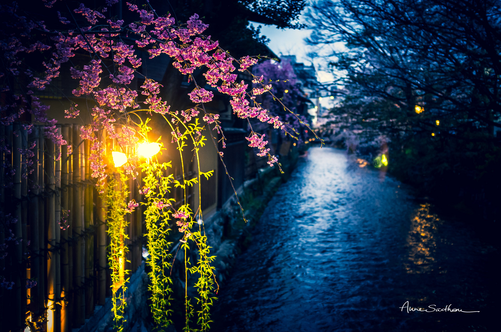 Les fleurs de lumière
