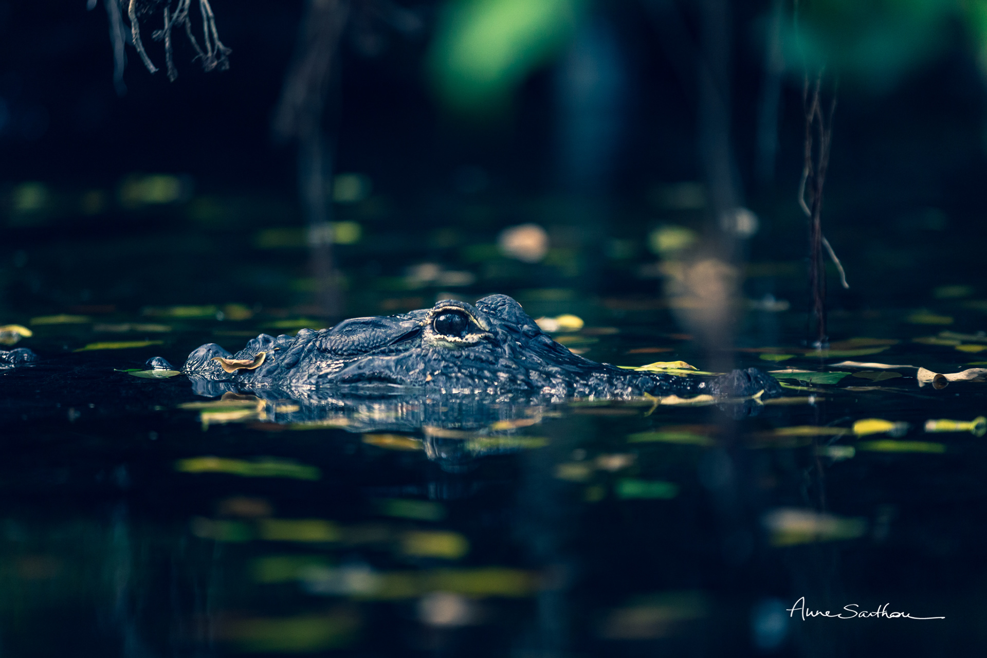 L'eau qui dort (Ed. limitée)