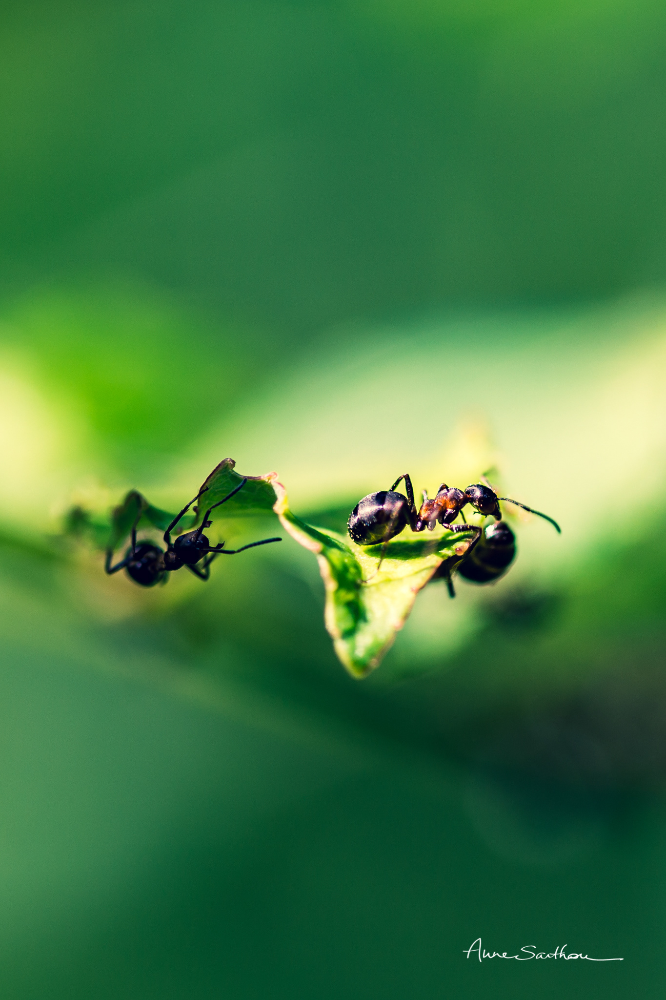 Fourmis sur la feuille