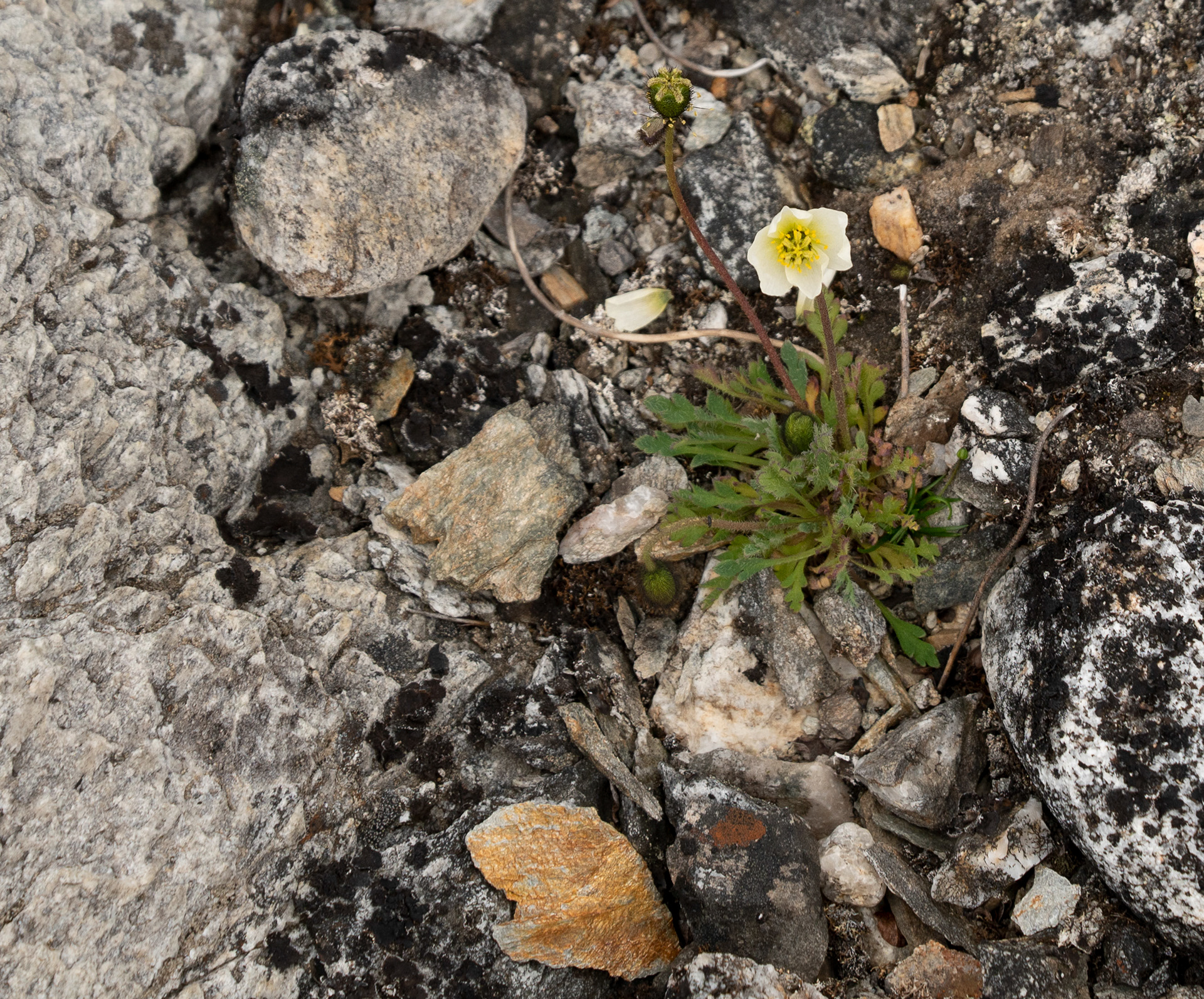 Even flowers bloom in the arctic