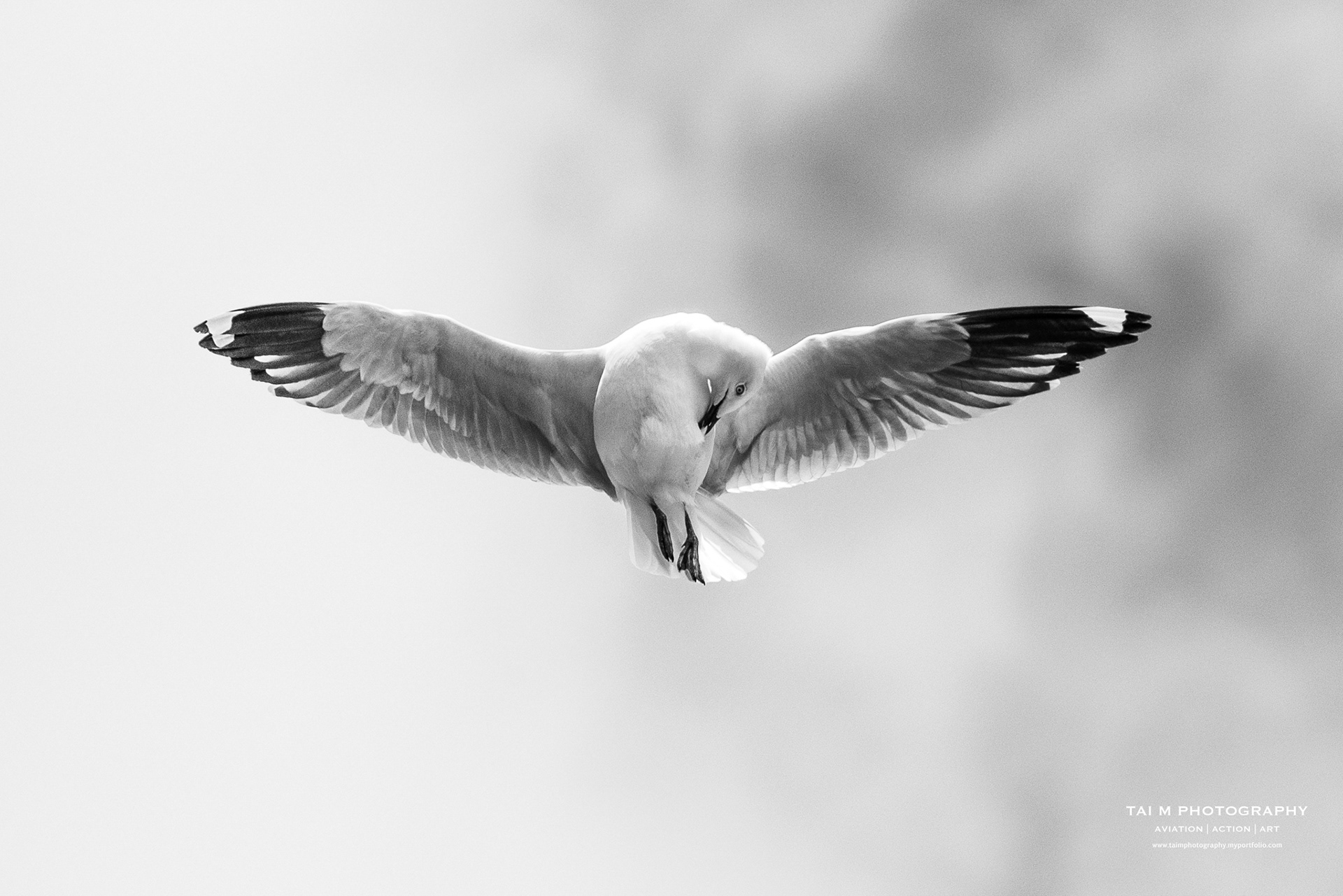 Winner - Birdlife Photo Awards 2023