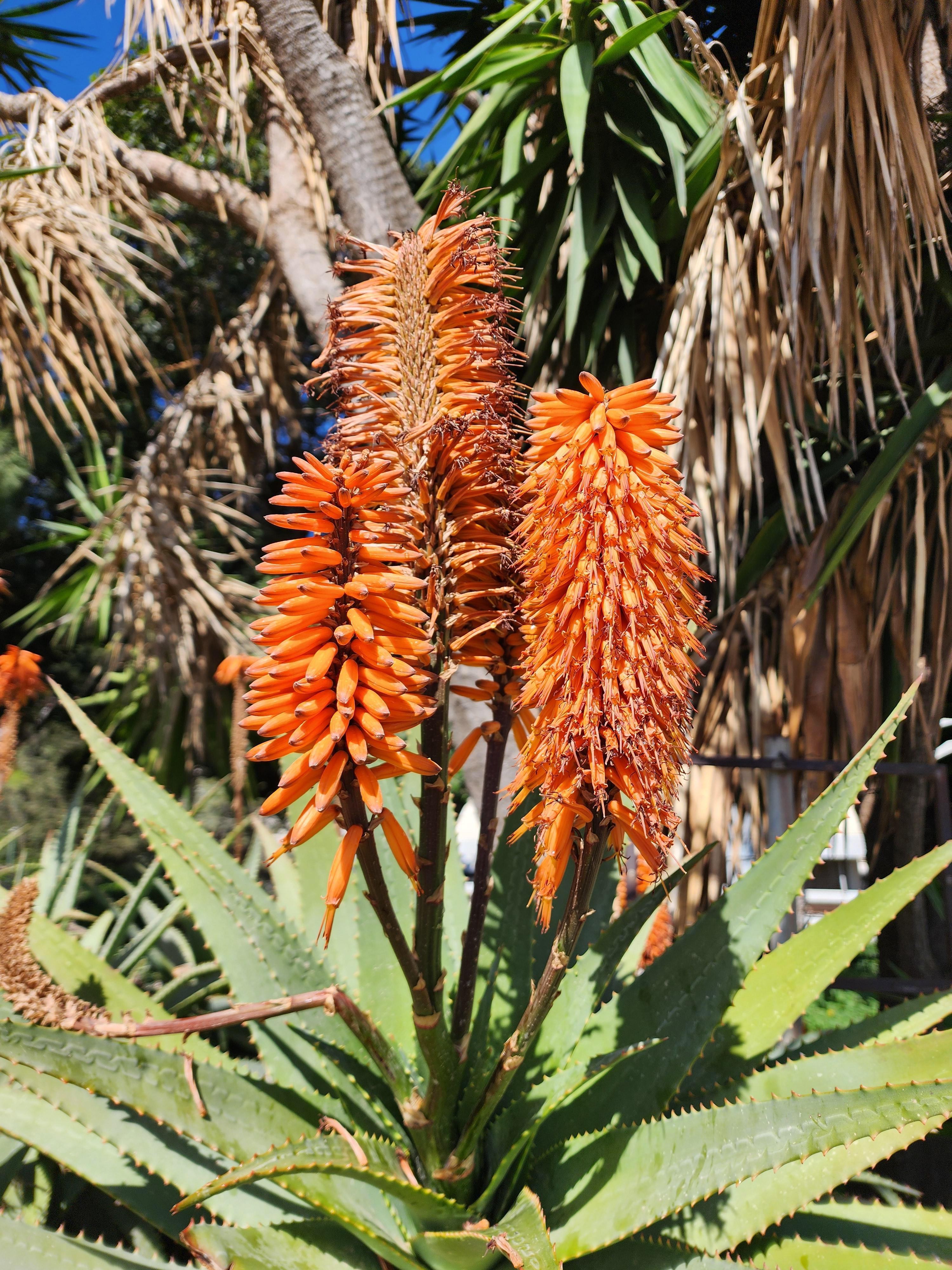 The Aloe Torch Hustle