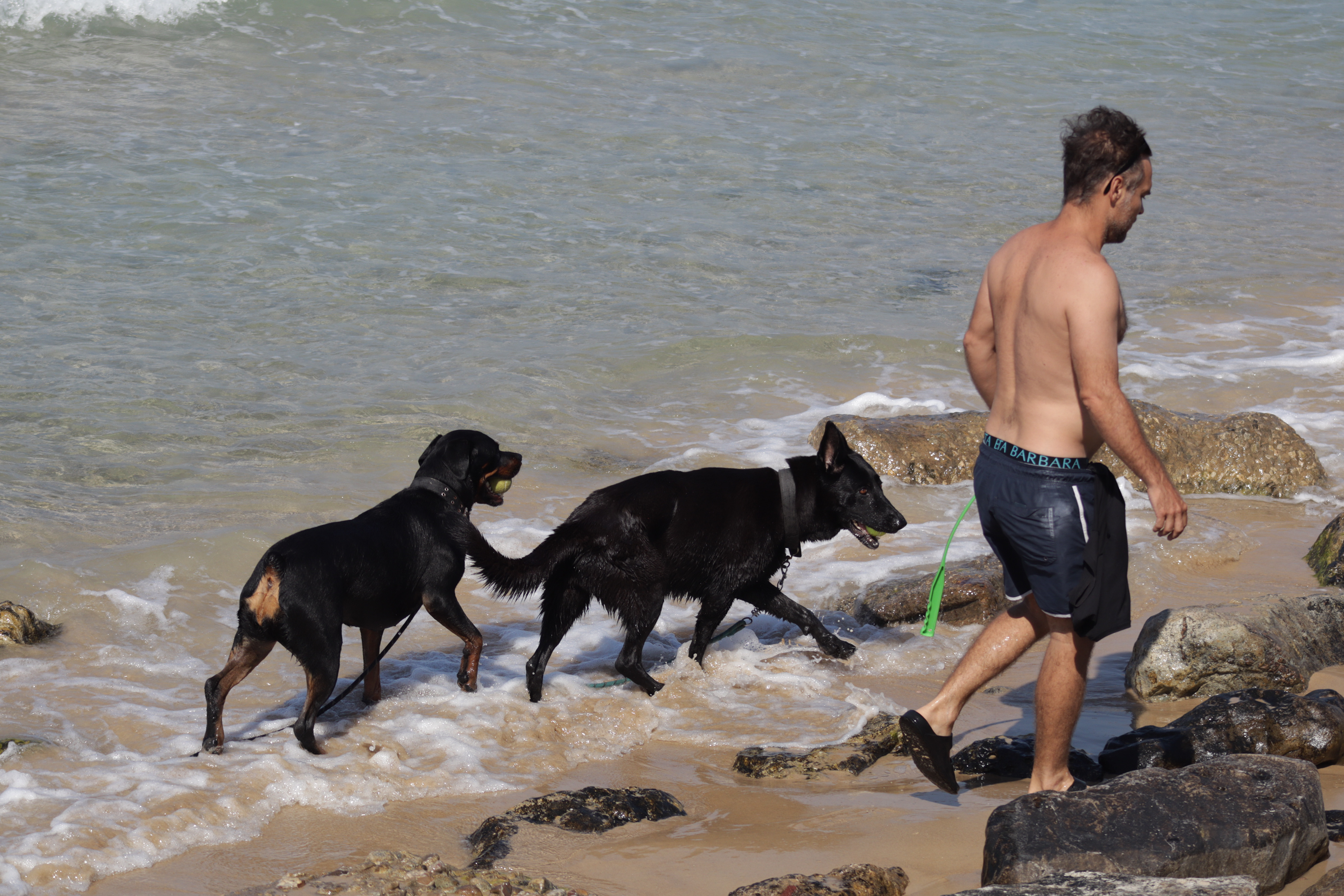 Beachside Companions
