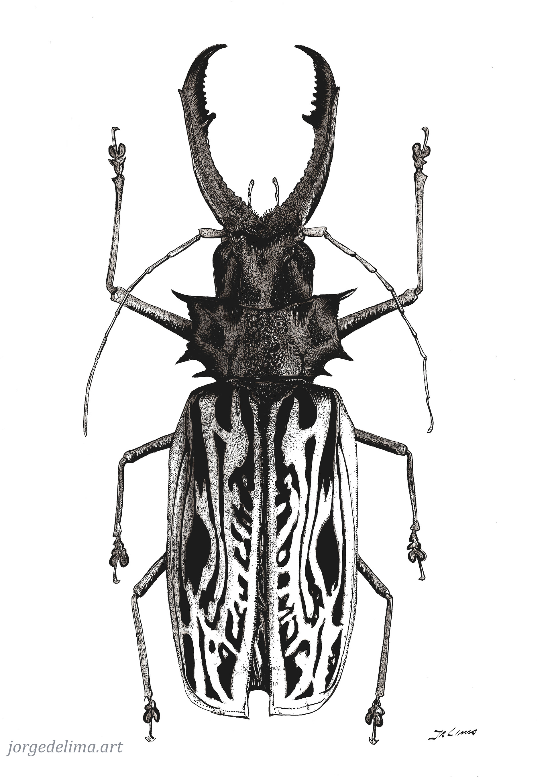 Jorge de Lima - Longhorn Beetle