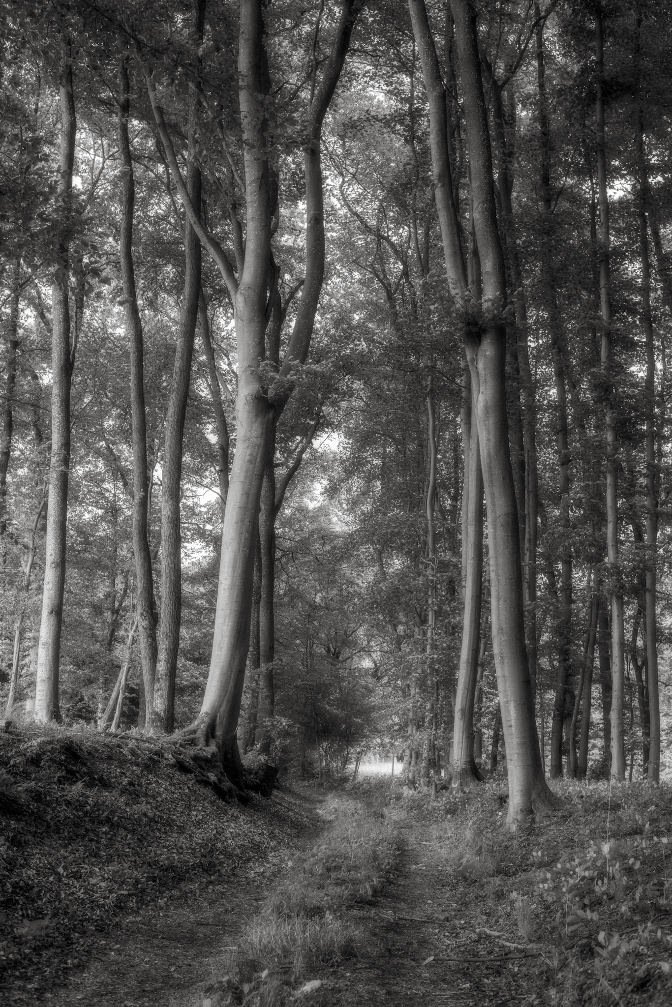Dreamy Forest