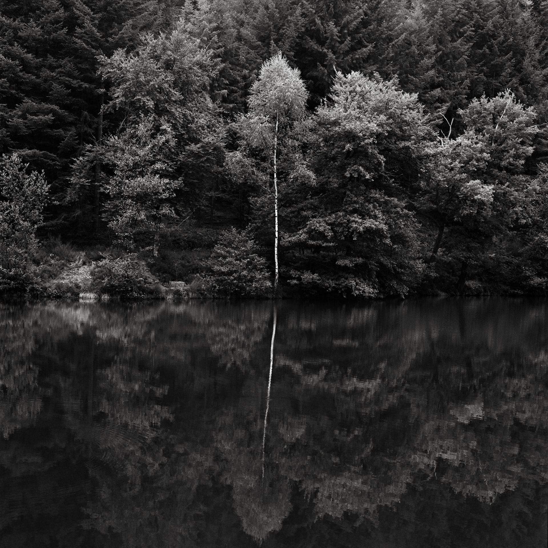 A birch catches the little light there is and reflects in the water.